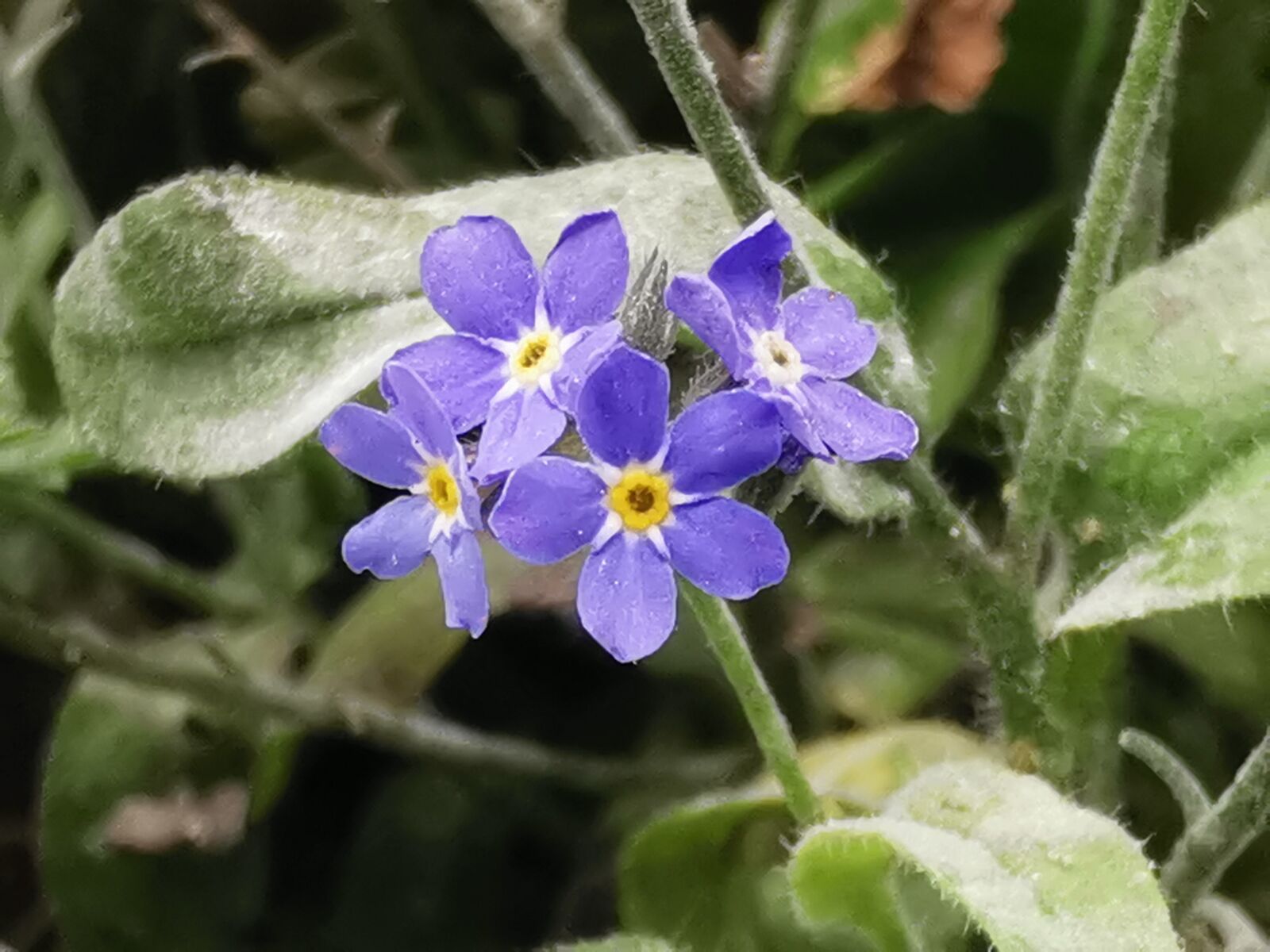 HUAWEI P30 sample photo. Forget me not, flower photography