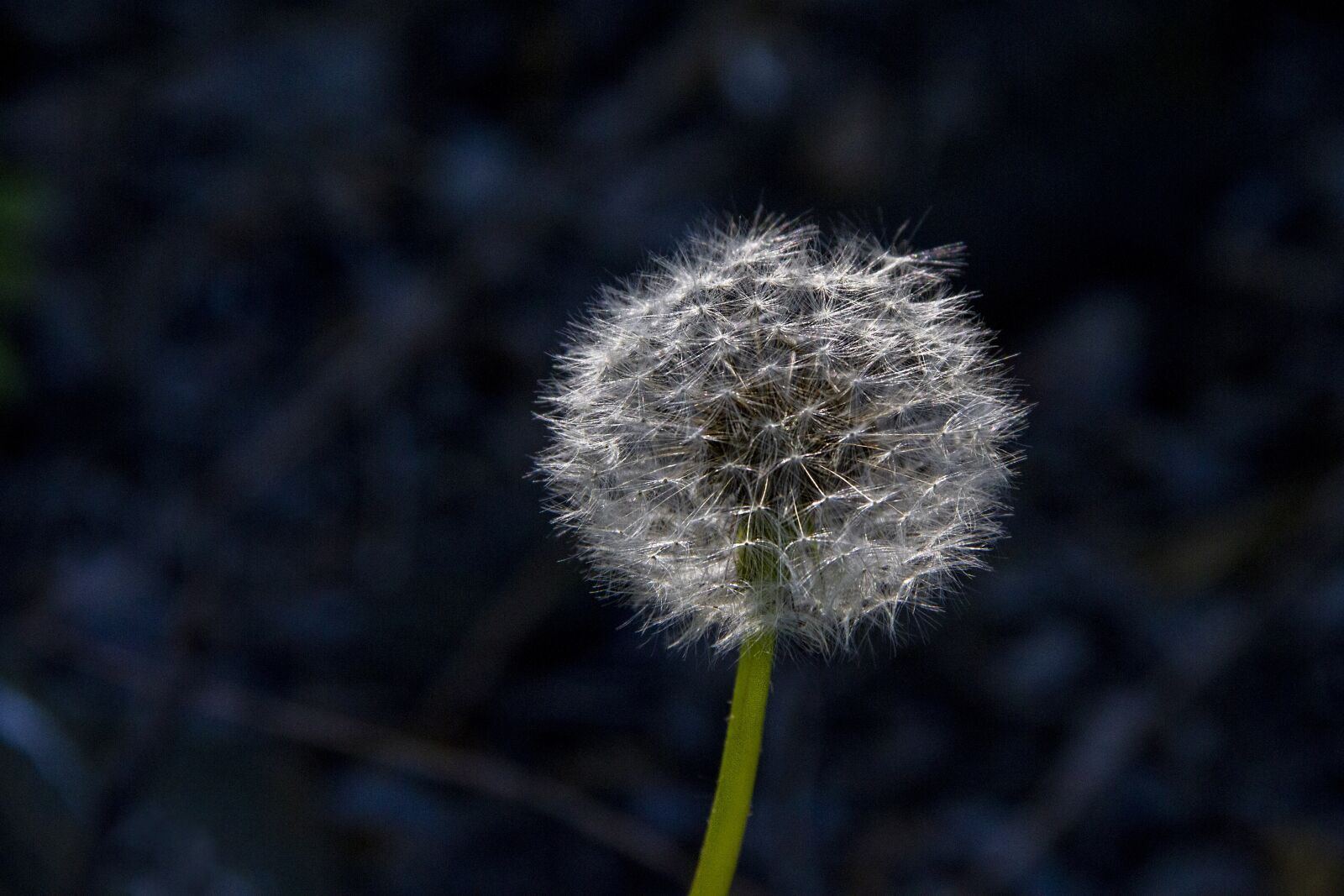 Canon EOS 7D + Canon EF-S 18-135mm F3.5-5.6 IS sample photo. Dandelion, macro, nature photography