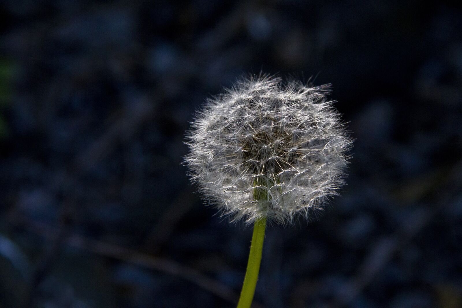 Canon EOS 7D sample photo. Dandelion, macro, nature photography