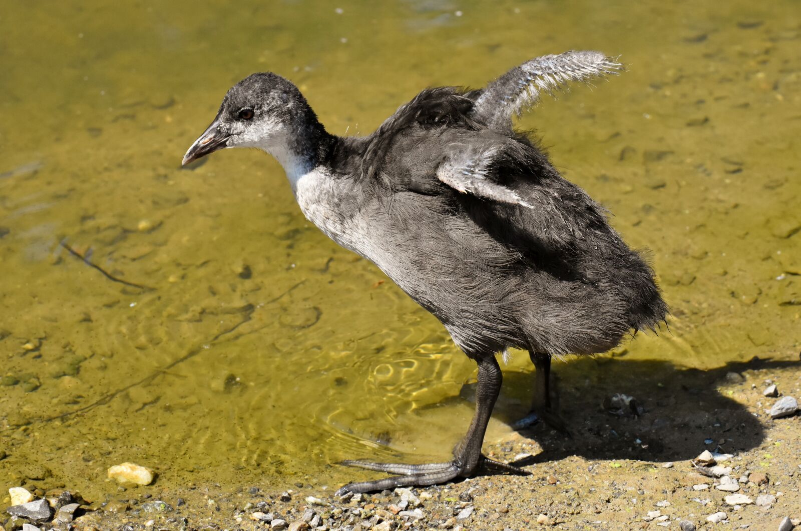 Nikon D7200 sample photo. Coot, chicks, wing photography