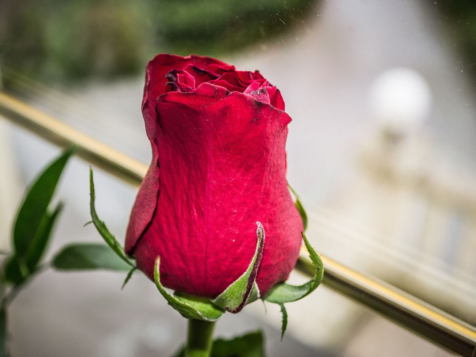 Nikon D3100 sample photo. Flower, bud, rose photography