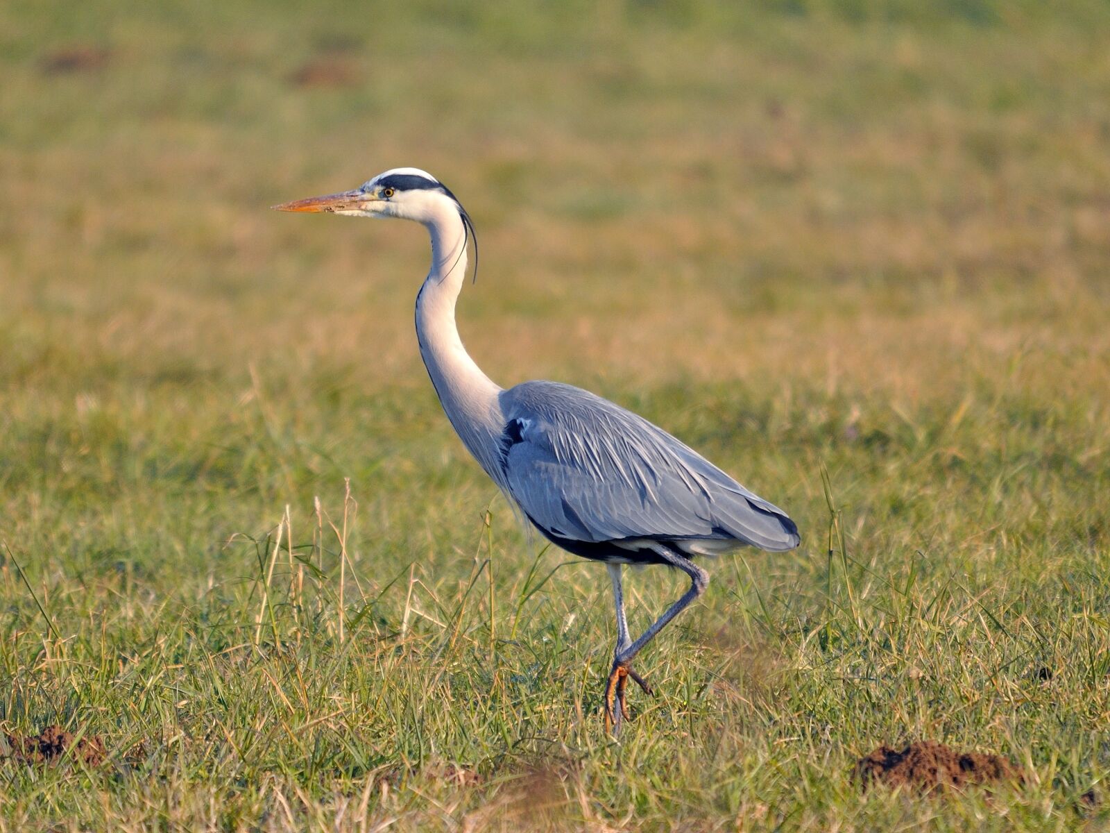 Nikon D90 sample photo. Heron, nature, egret photography
