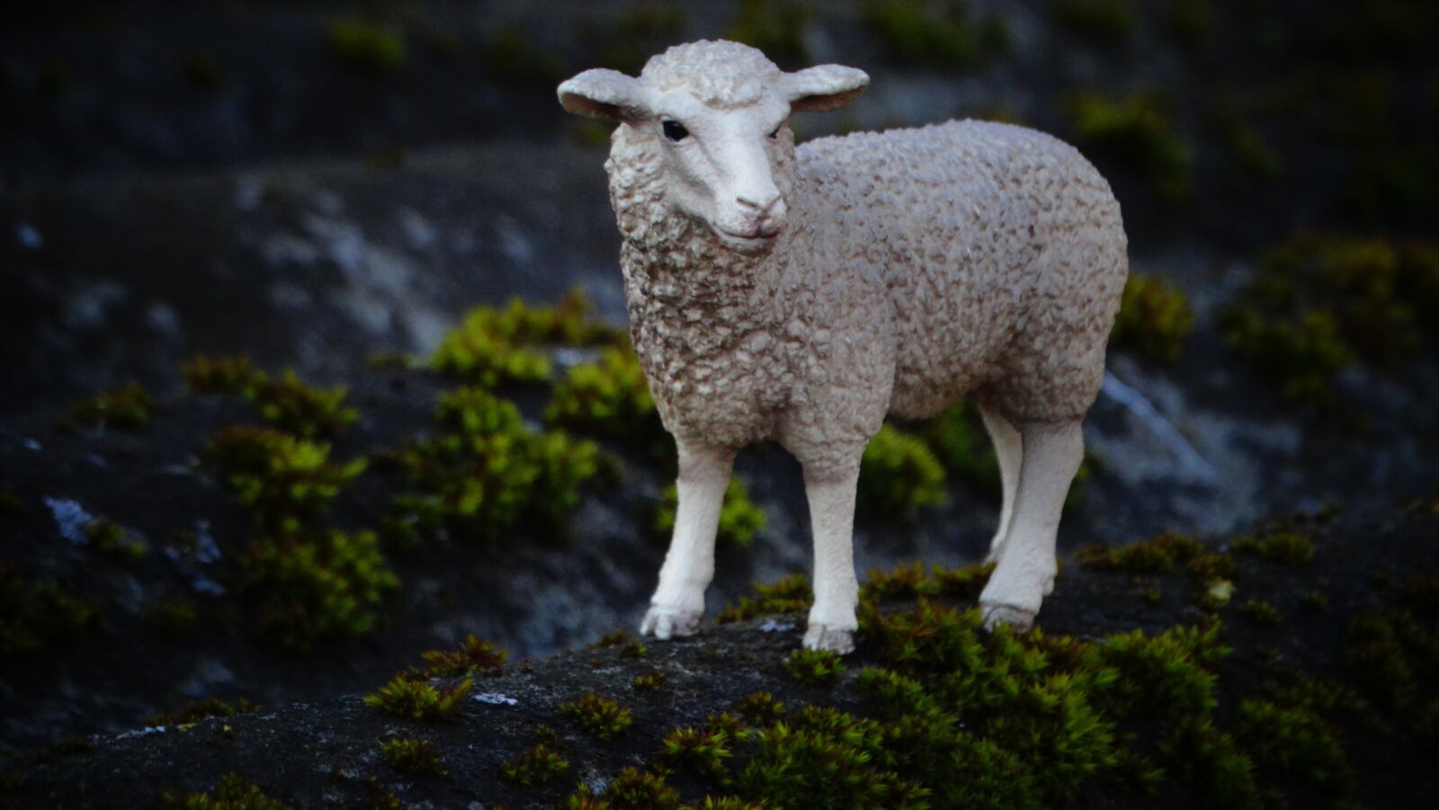 Sony Cyber-shot DSC-HX300 sample photo. Schleichtier, sheep, animals photography
