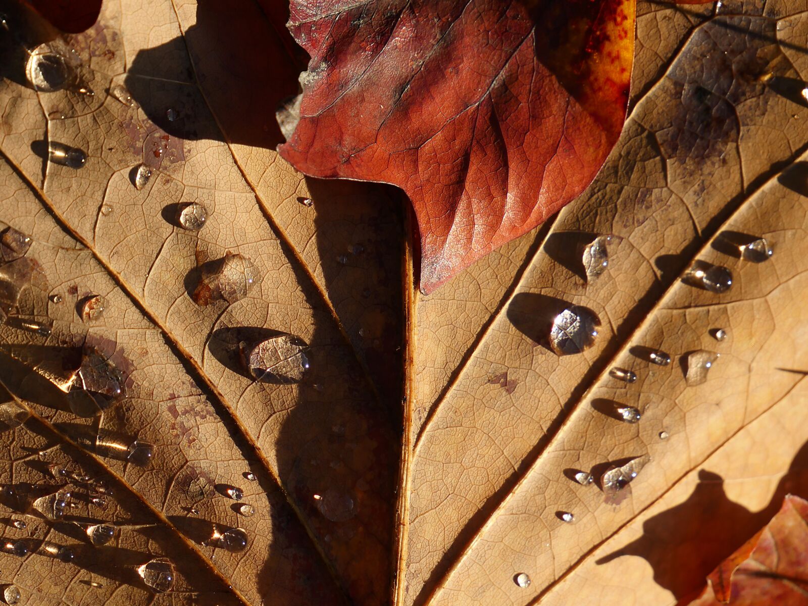 Panasonic Lumix DMC-GX8 sample photo. Leaf, drop of water photography