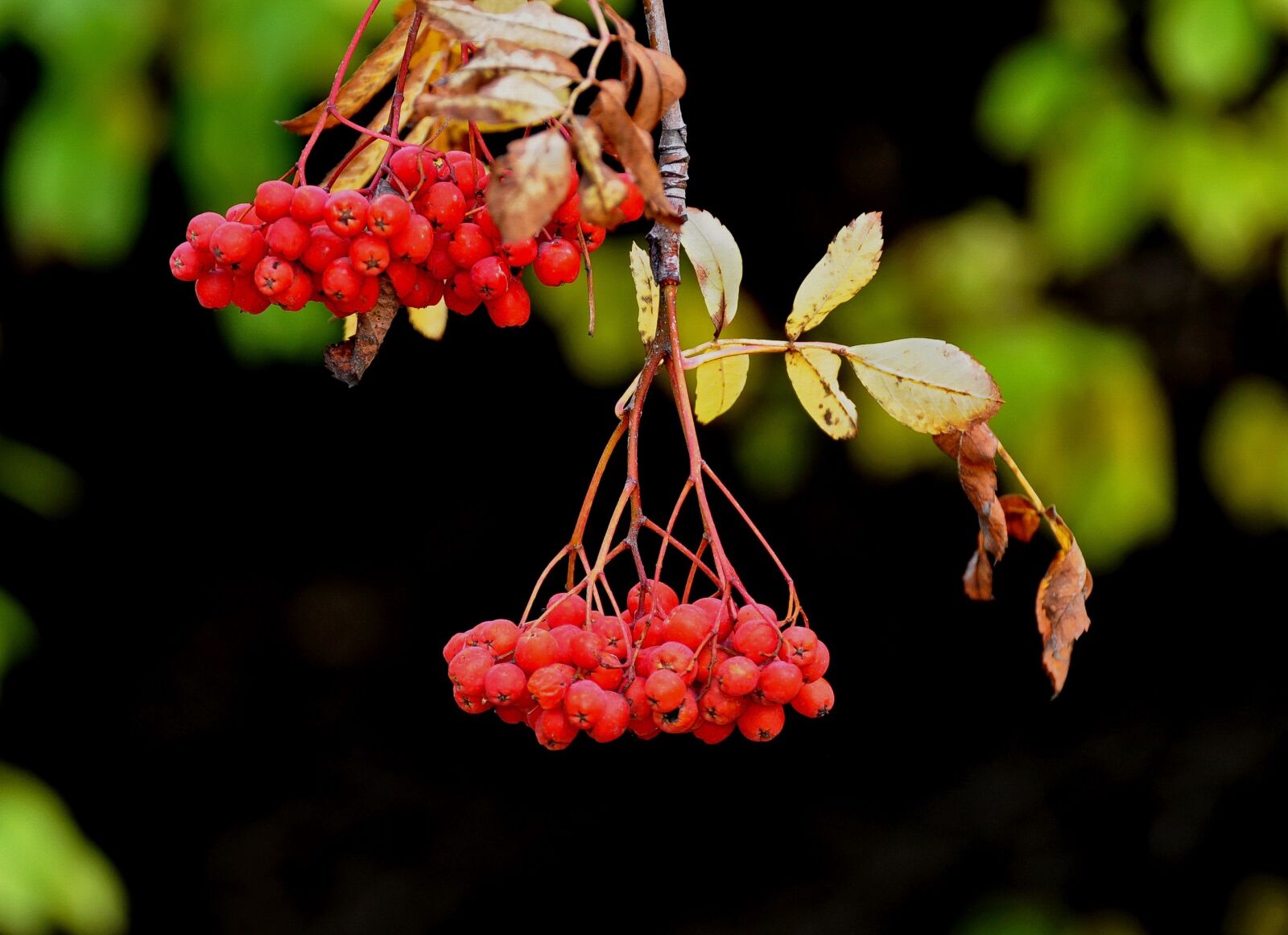 Nikon D5000 sample photo. Nature, autumn, november photography
