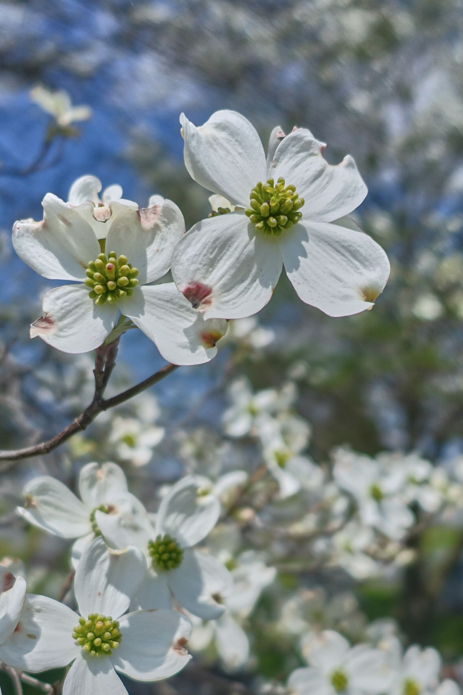 Sony Cyber-shot DSC-RX100 III sample photo. Dogwood, bloom, tree photography