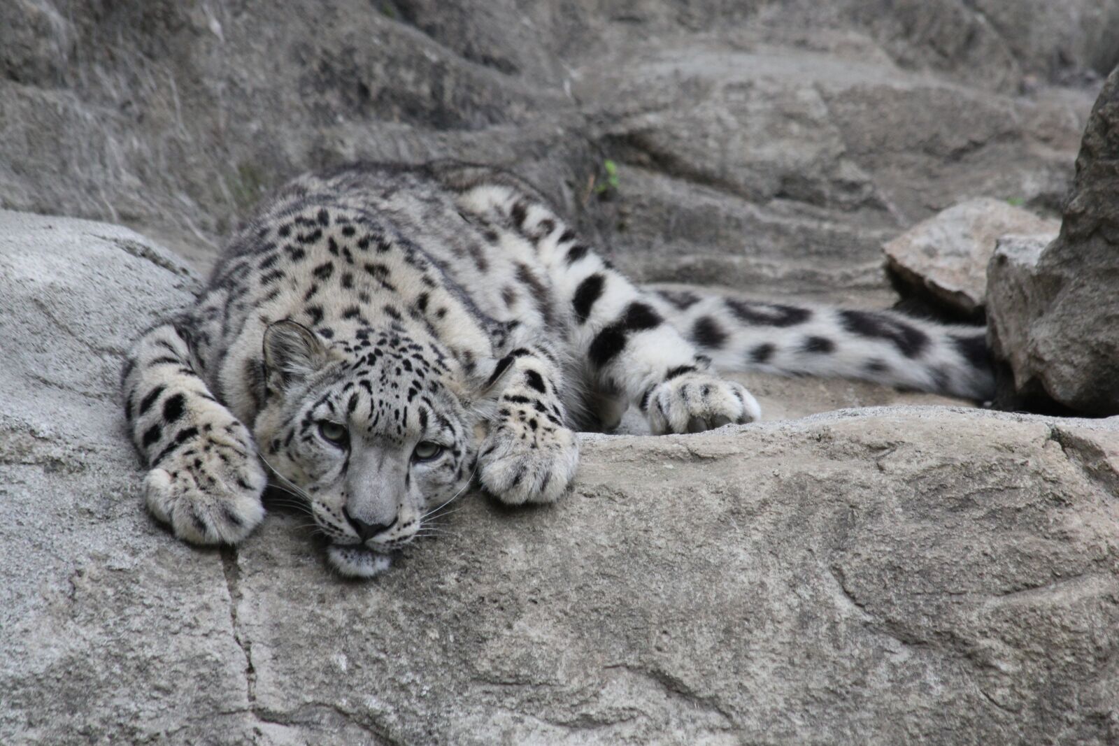 Canon EF 70-300mm F4-5.6 IS USM sample photo. Snow leopard, leopard, predator photography