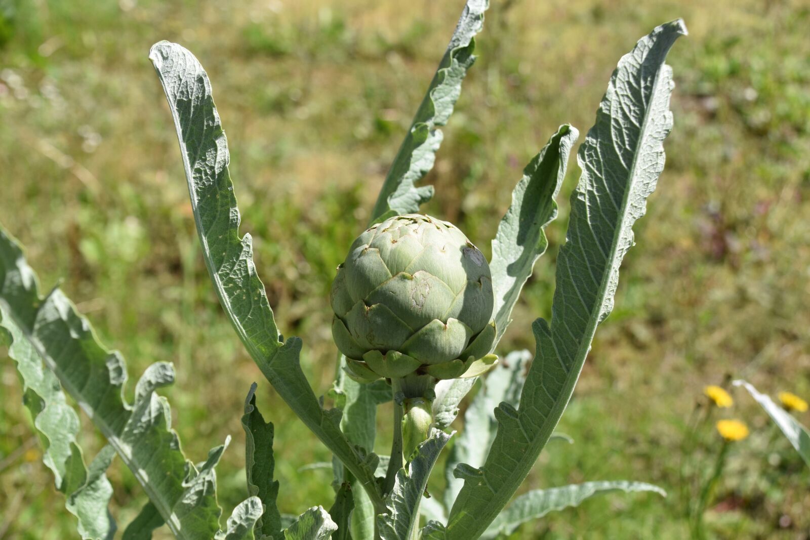 Nikon D5600 sample photo. Vegetable, artichoke, eat photography