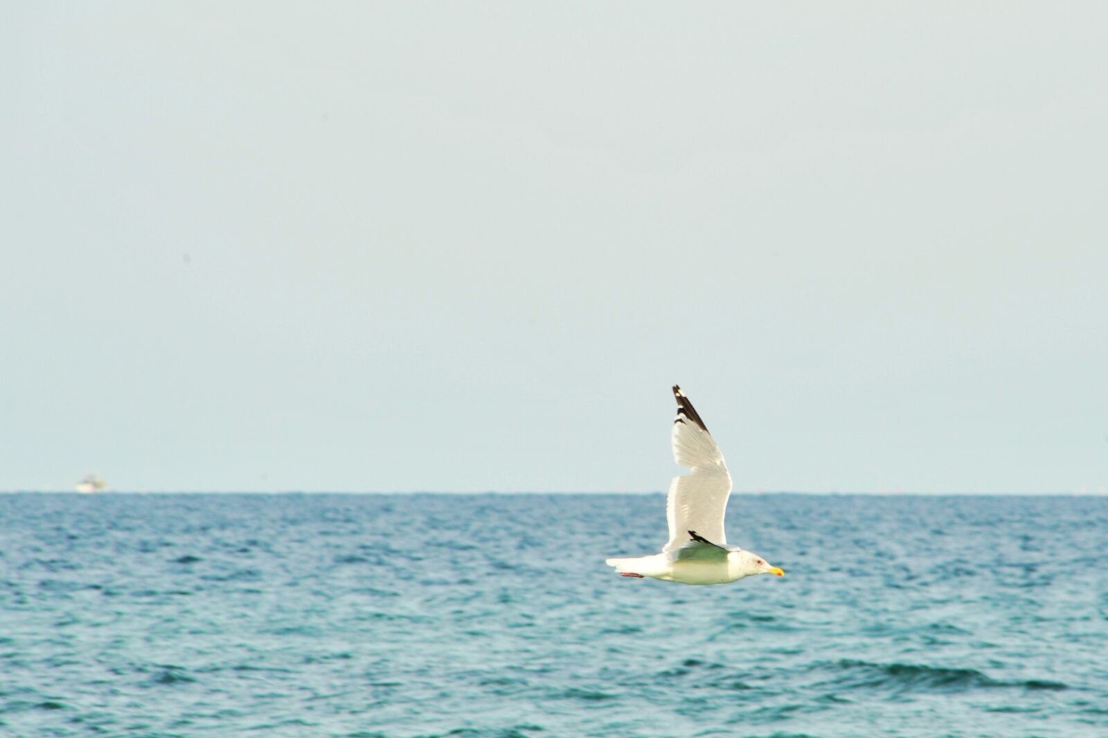 Nikon D700 sample photo. Seagull, sea, new photography