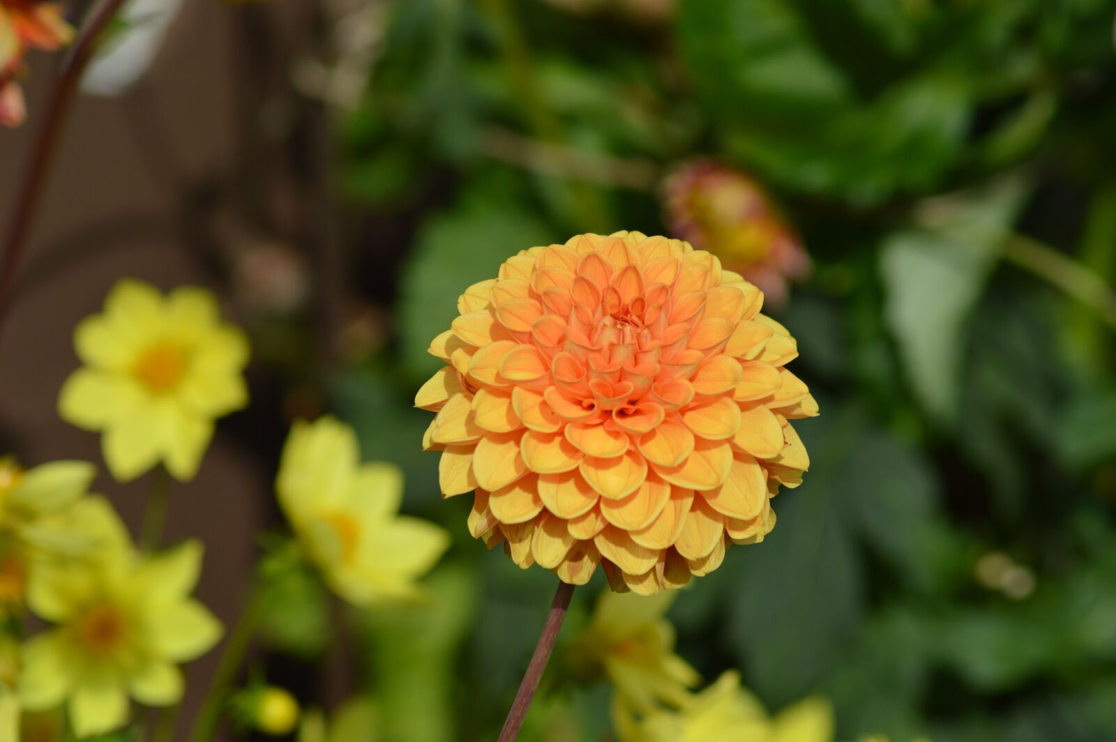 Nikon D3200 sample photo. Dahlia, flower, orange photography