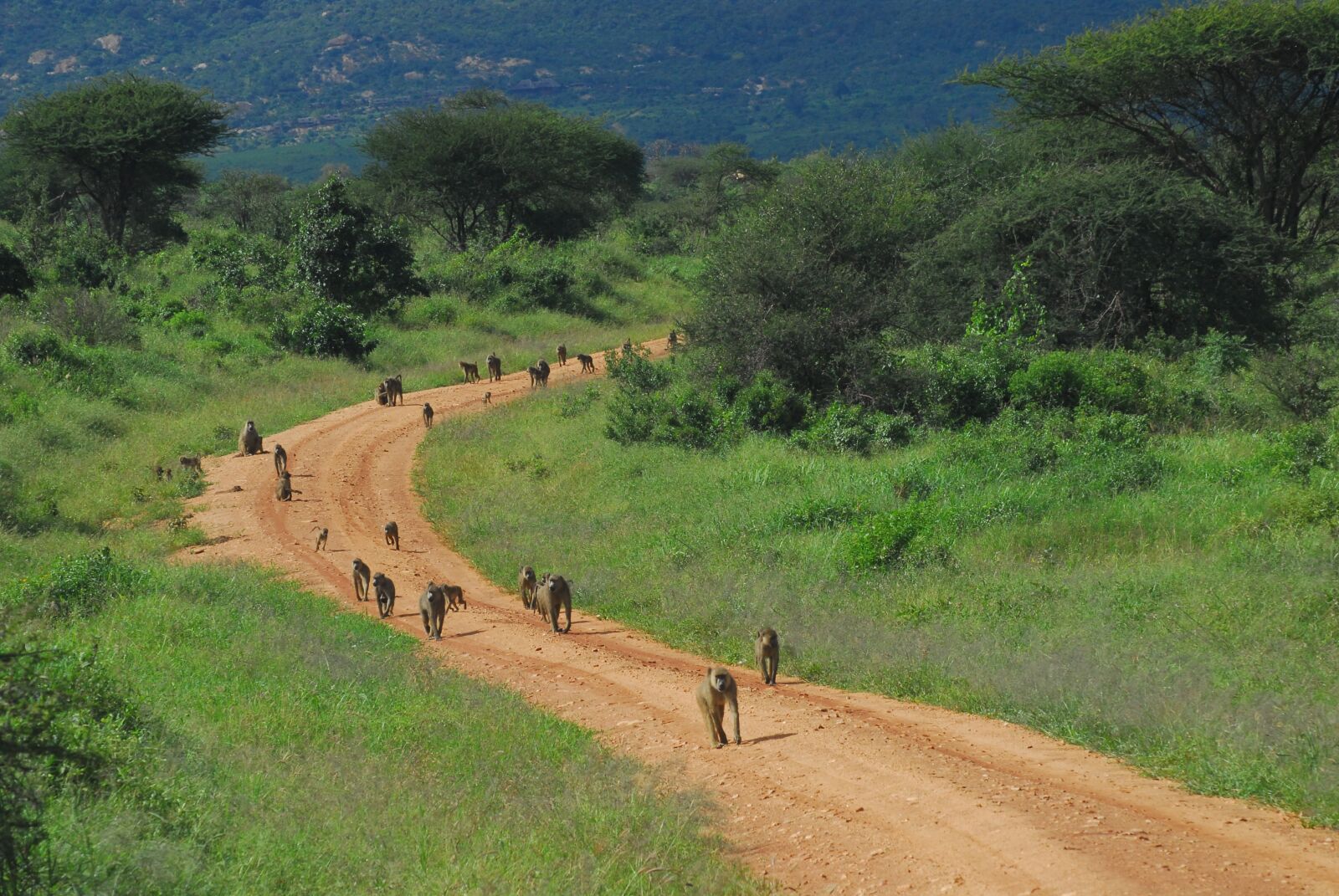 Nikon D200 sample photo. Baboons, tsavo, kenya photography