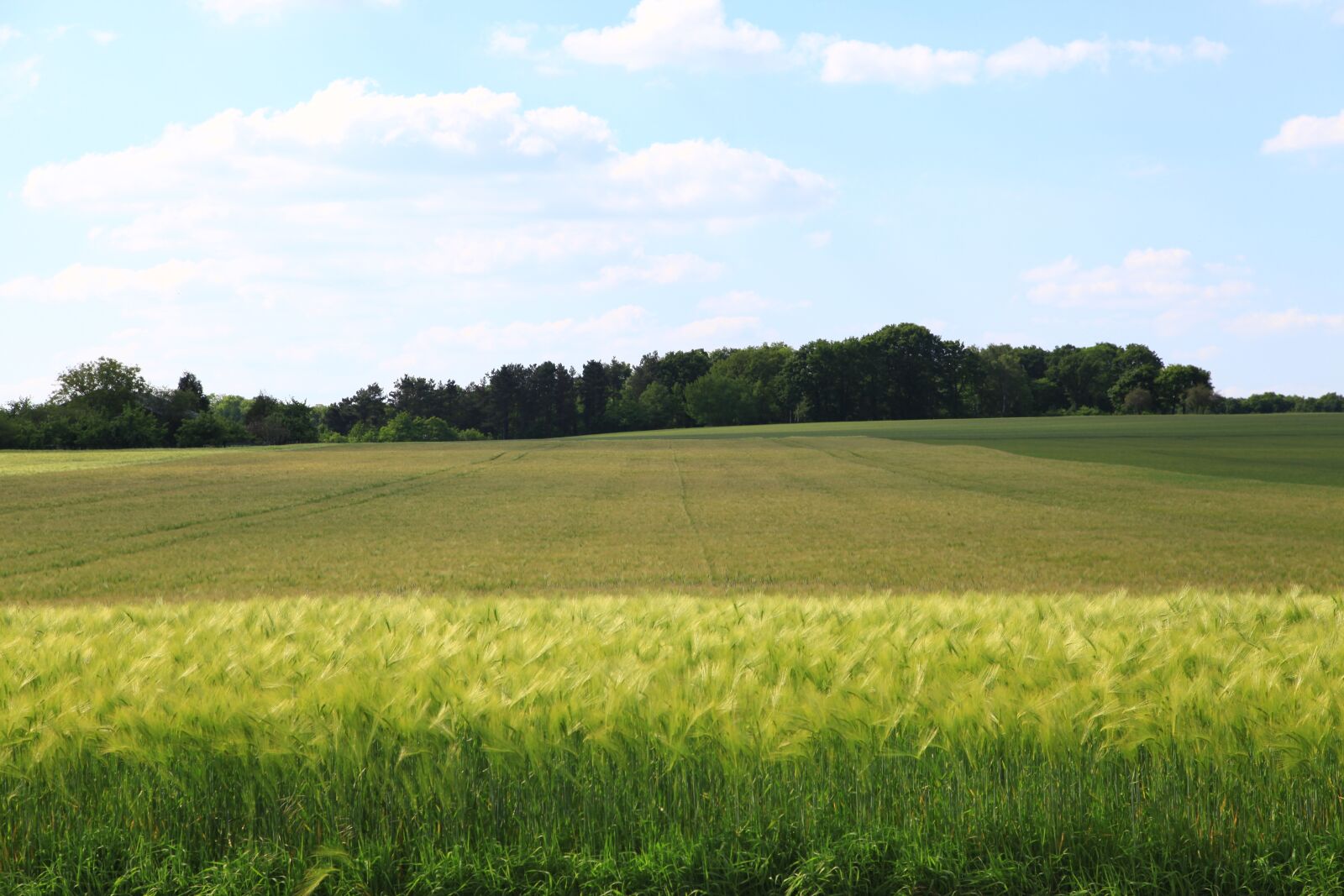 Canon EOS 5D Mark II sample photo. Fields, wheat, cereals photography
