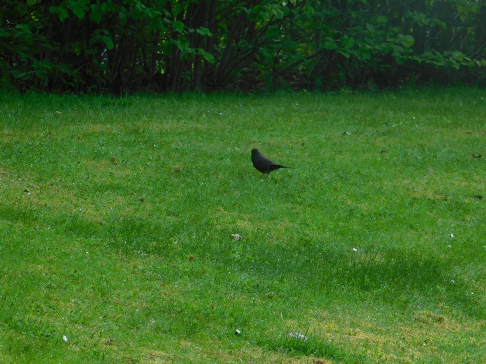 Nikon Coolpix B500 sample photo. Bird, raven, animal photography