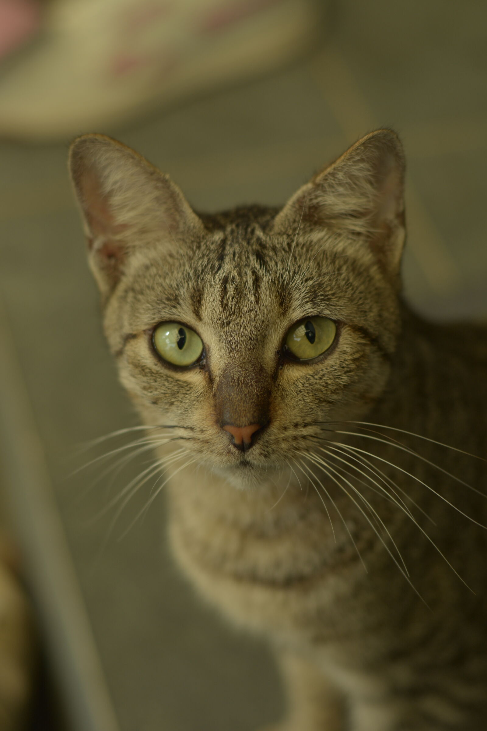 Nikon D7100 sample photo. El gato photography