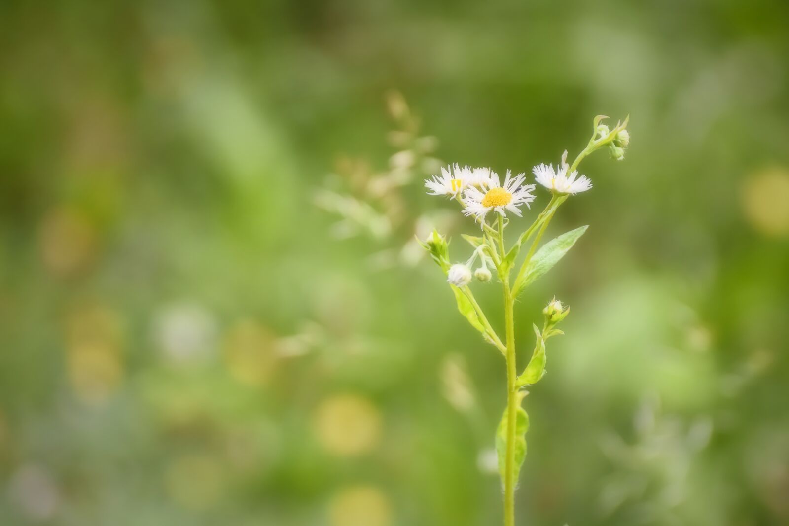 Nikon D7200 sample photo. Flower, summer meadow, flower photography