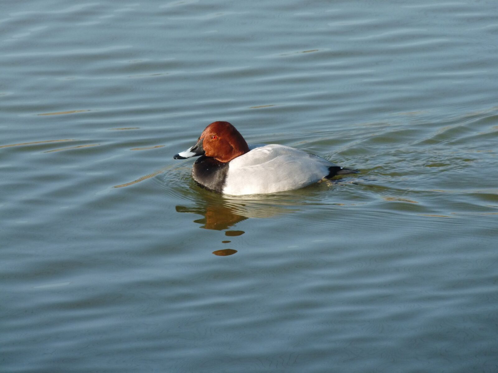 Panasonic Lumix DMC-FZ28 sample photo. Bird, animal, duck photography