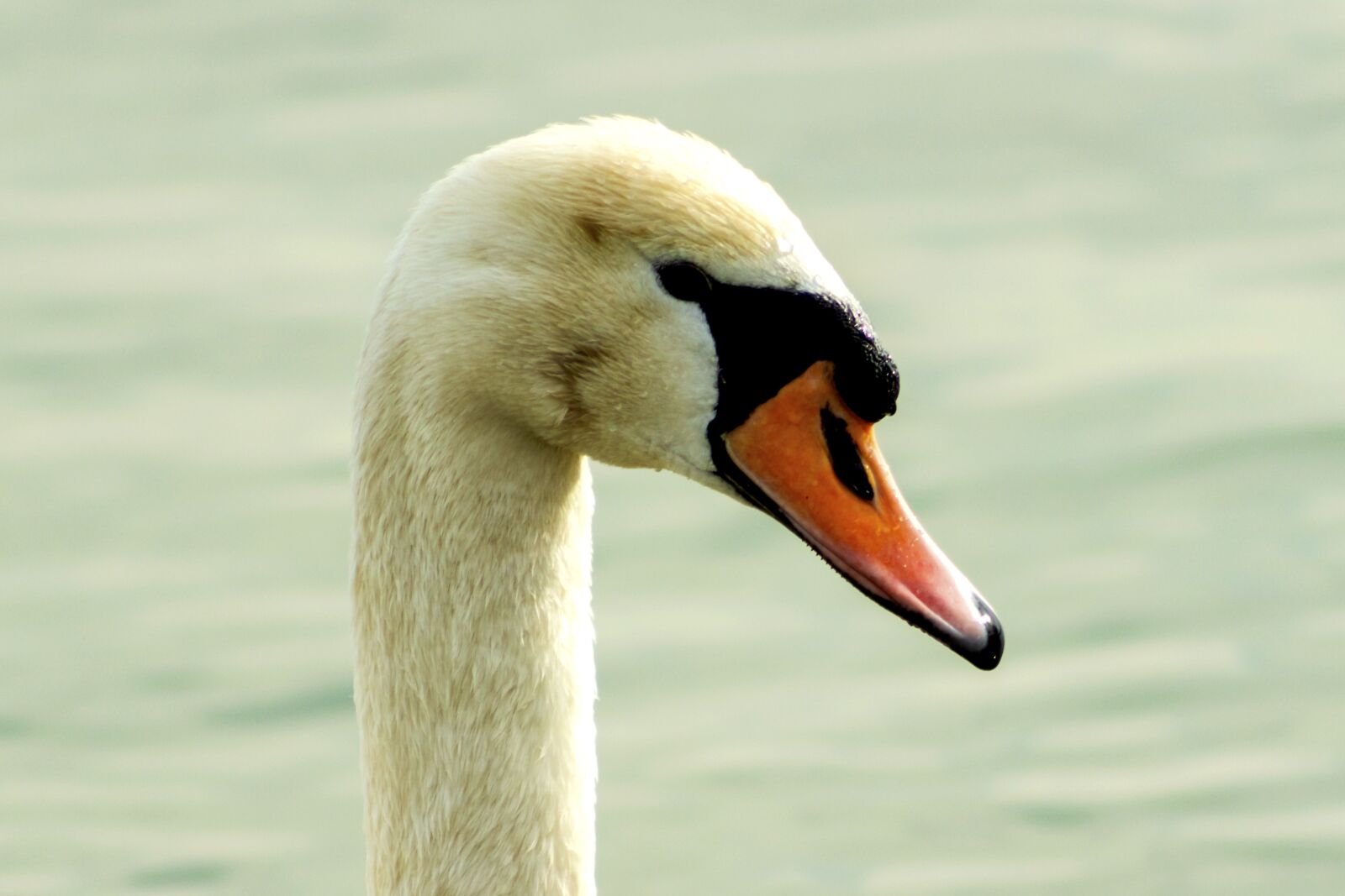 Canon EF75-300mm f/4-5.6 sample photo. Mute swan, swan, bird photography