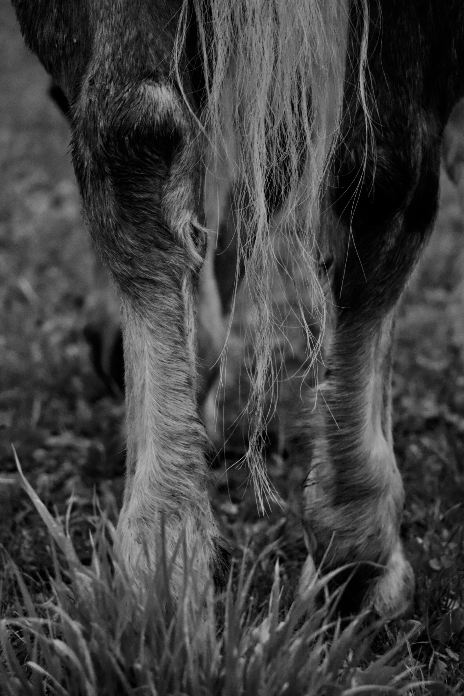 Canon EOS 800D (EOS Rebel T7i / EOS Kiss X9i) sample photo. Horse, black, white photography