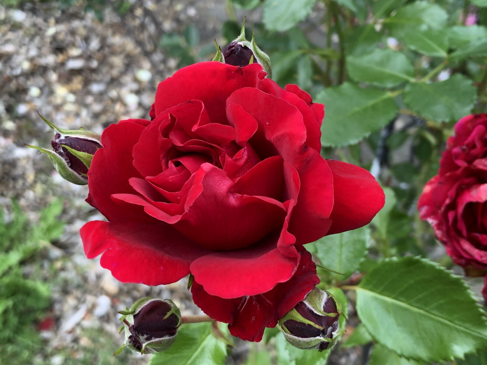 Apple iPhone 8 sample photo. Rose, red, flower photography