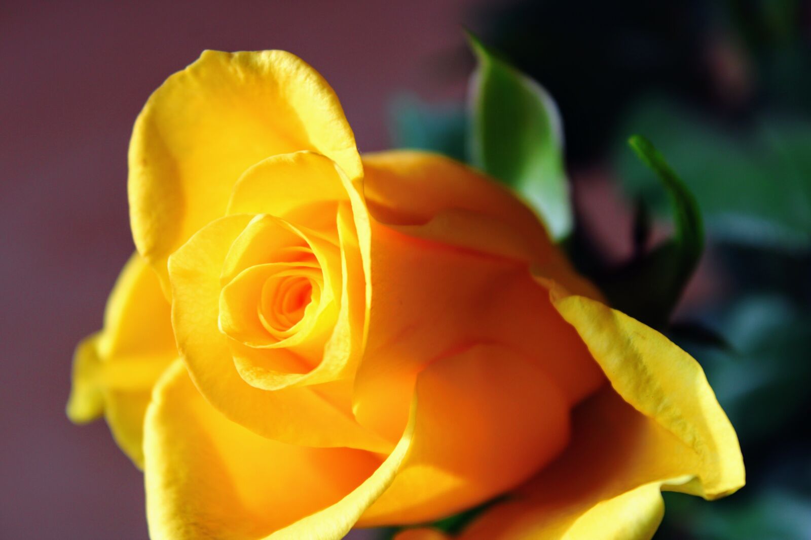 Canon EOS 2000D (EOS Rebel T7 / EOS Kiss X90 / EOS 1500D) sample photo. Yellow, rose, feeling photography