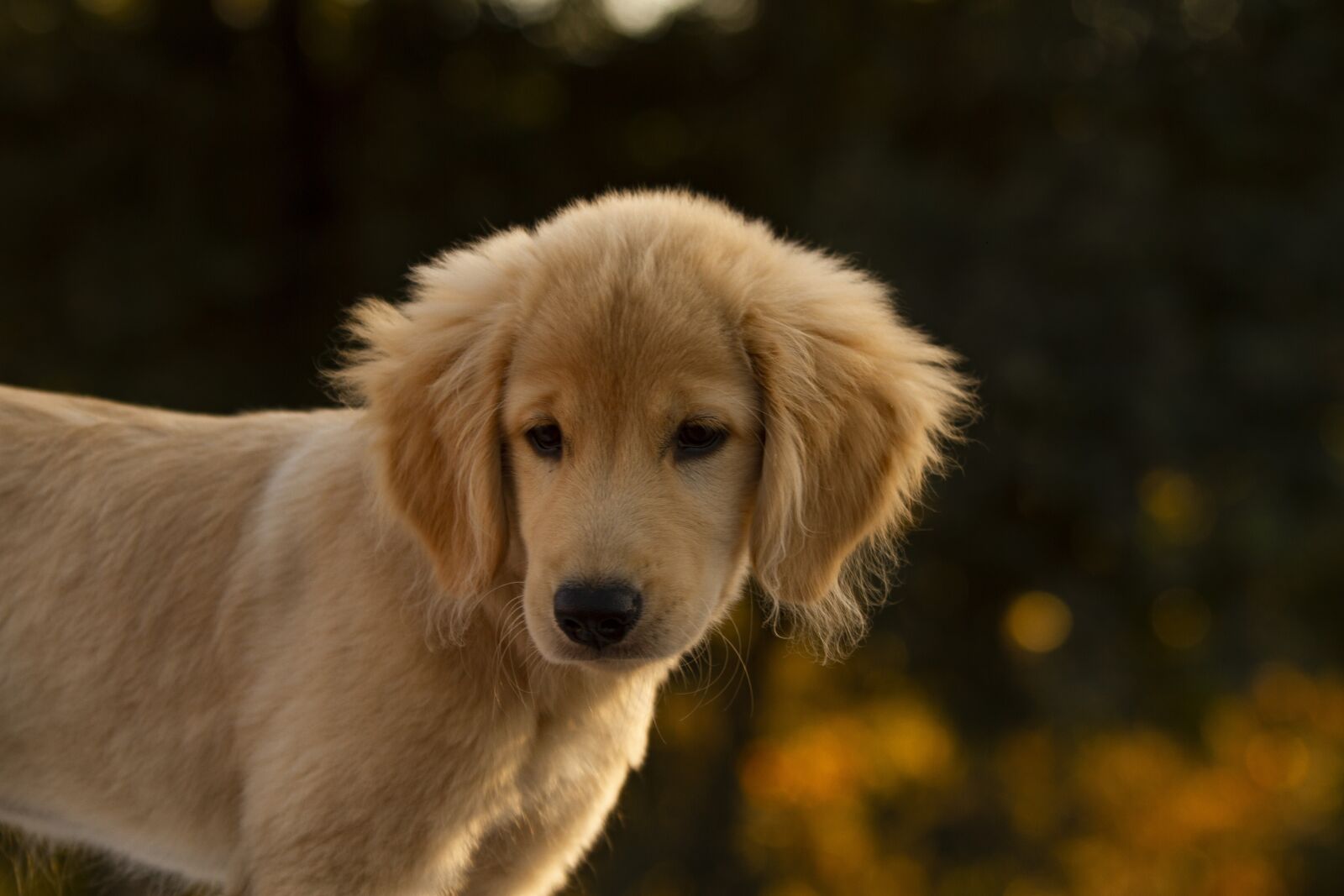 Canon EOS 7D sample photo. Retriever, animal, cute photography