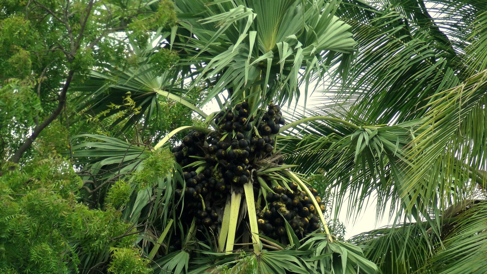 Sony Cyber-shot DSC-HX9V sample photo. Palm, tree photography