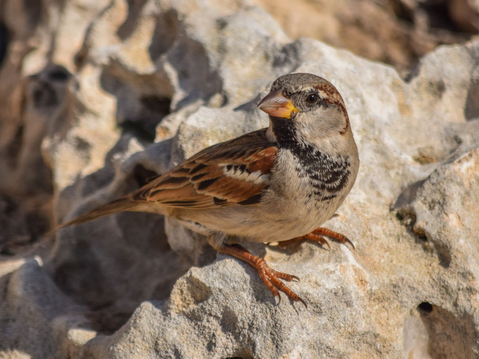 Nikon D3300 sample photo. Sparrow, nature, wildlife photography