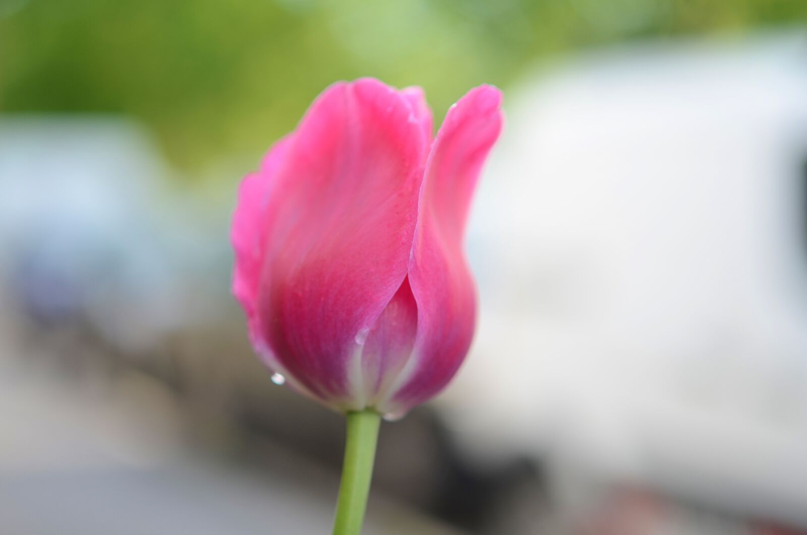 Nikon D7000 sample photo. Tulip, flower, spring photography