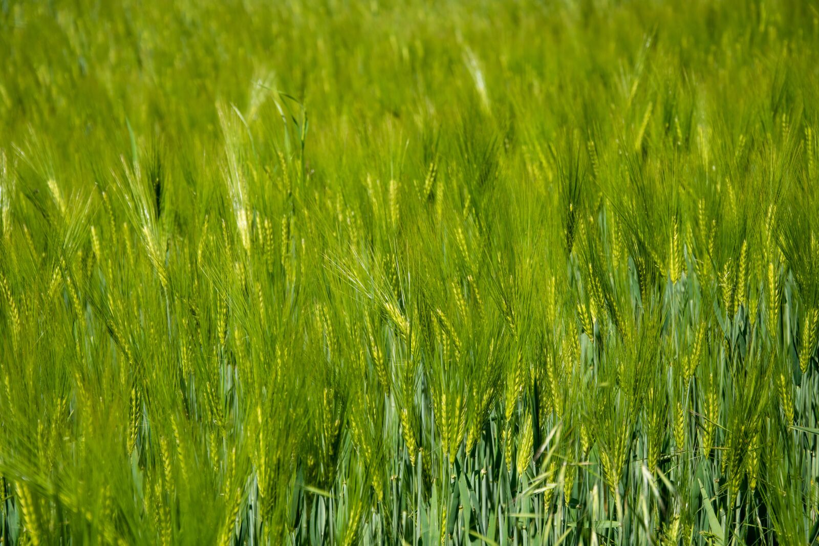 Nikon D5500 sample photo. Wheat, field, agriculture photography