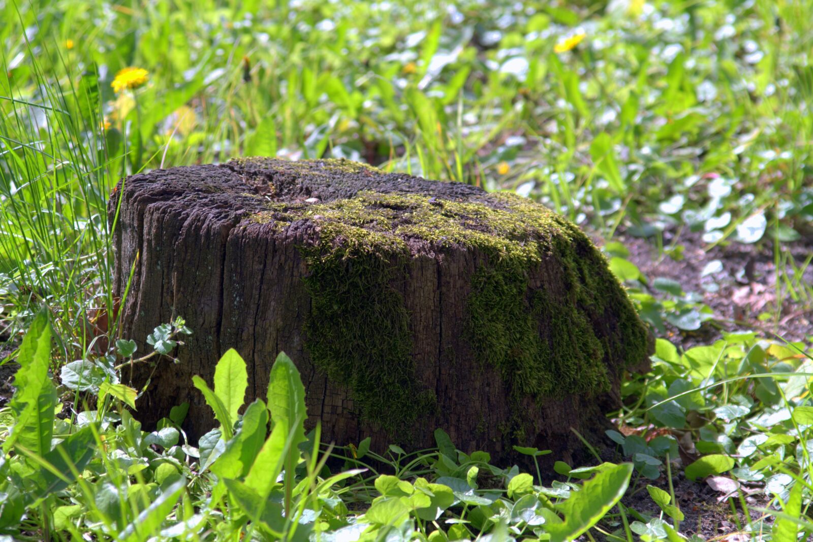 Pentax K-S2 sample photo. Trunk, tree, moss photography