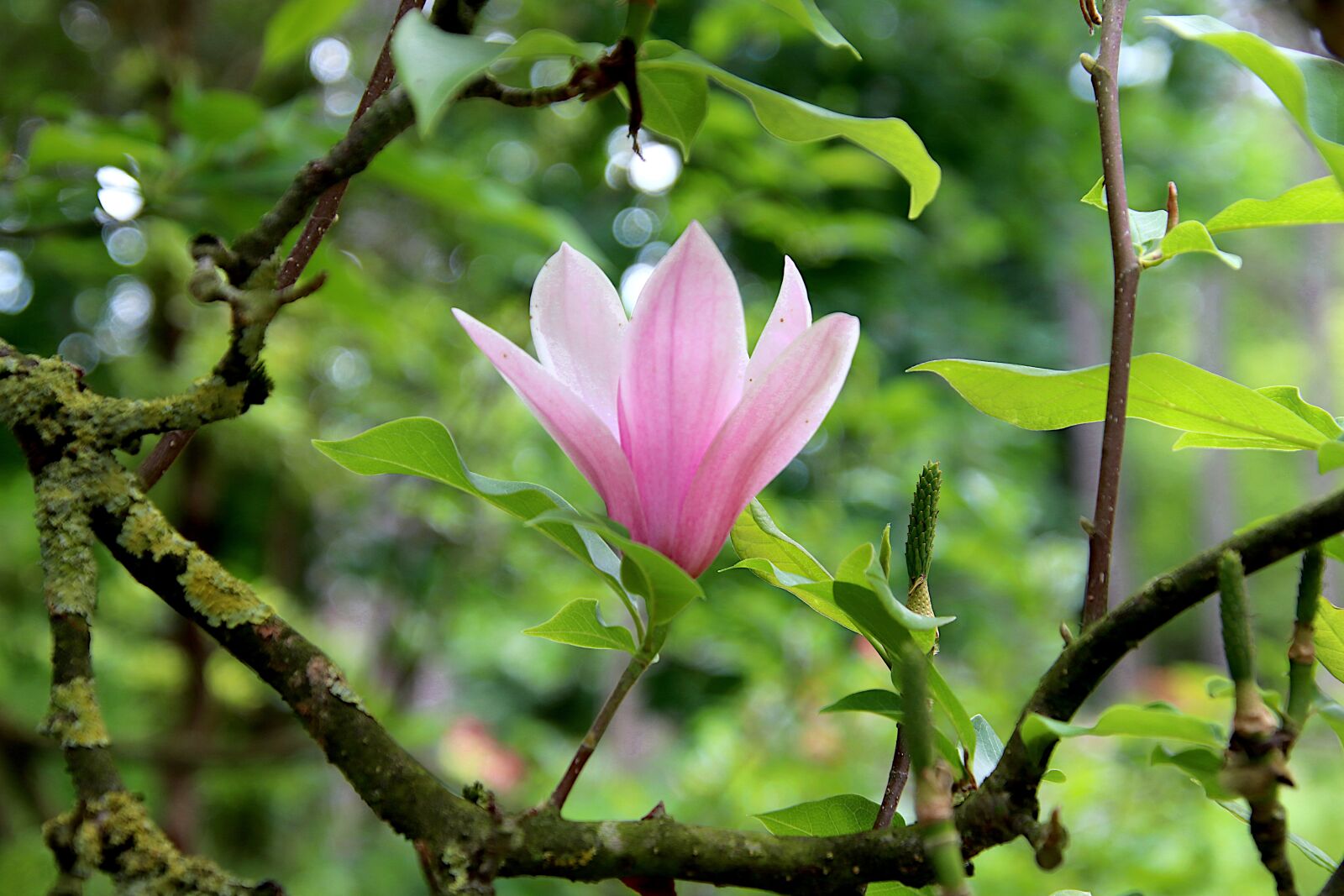 Canon EOS 800D (EOS Rebel T7i / EOS Kiss X9i) sample photo. Magnolia, tree, flowers photography
