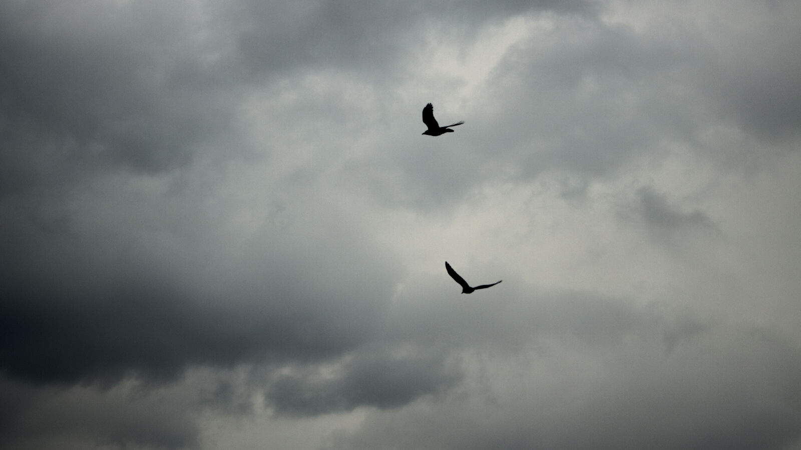 Canon EOS 750D (EOS Rebel T6i / EOS Kiss X8i) sample photo. Birds photography