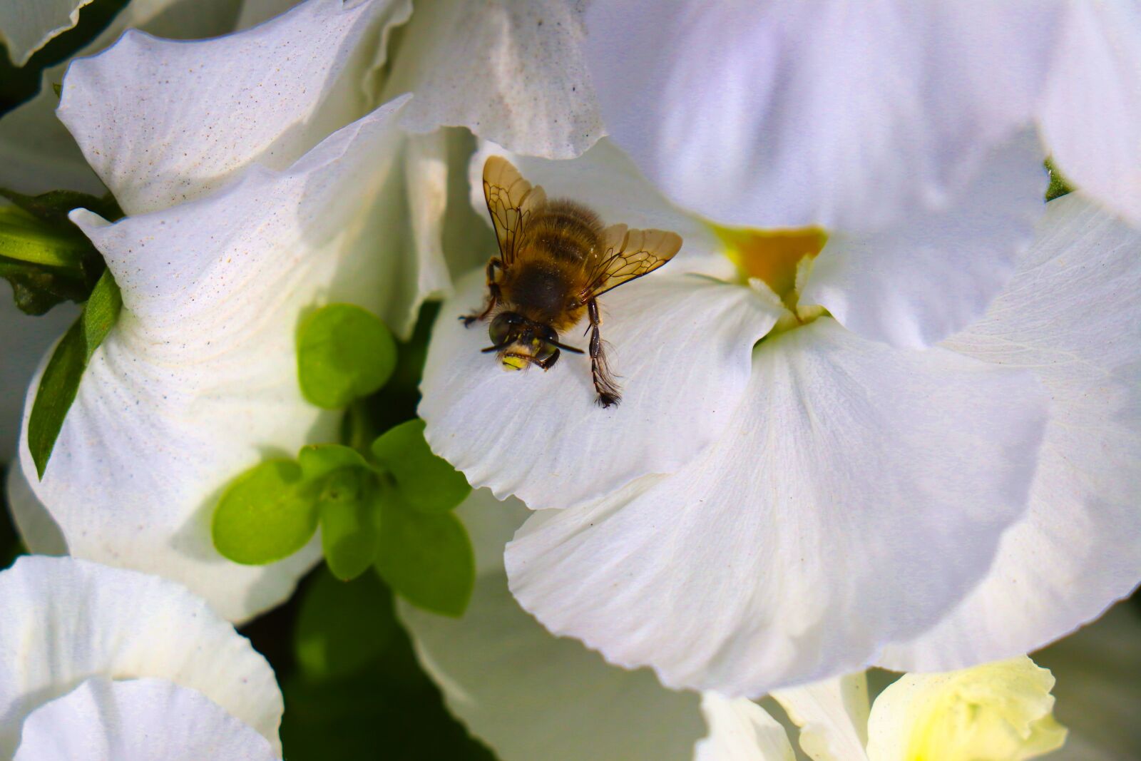 Canon EOS 77D (EOS 9000D / EOS 770D) + Canon EF-S 18-135mm F3.5-5.6 IS STM sample photo. Bee, flower, insect photography
