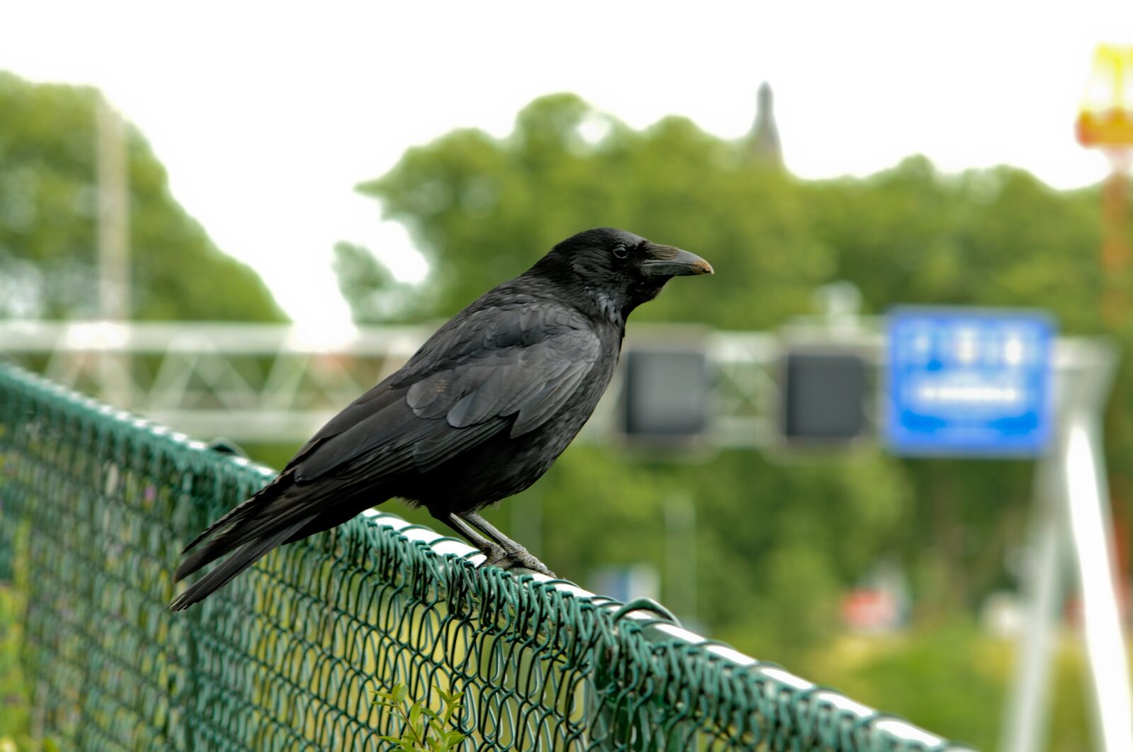 Nikon D5000 sample photo. Bird, nature, urban photography