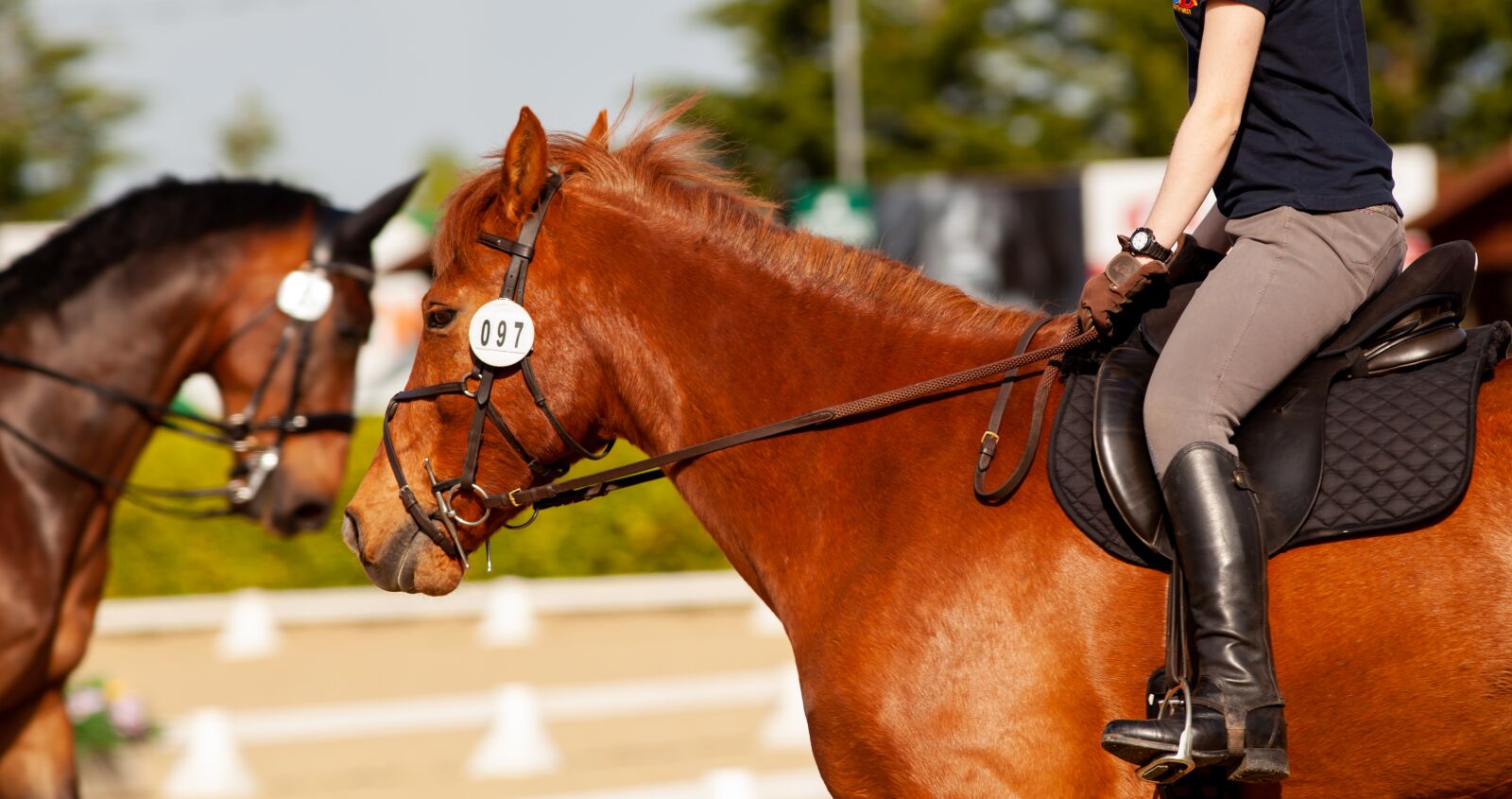 Canon EOS 5D Mark II + Canon EF 300mm F4L IS USM sample photo. Horse, dressage, bay photography