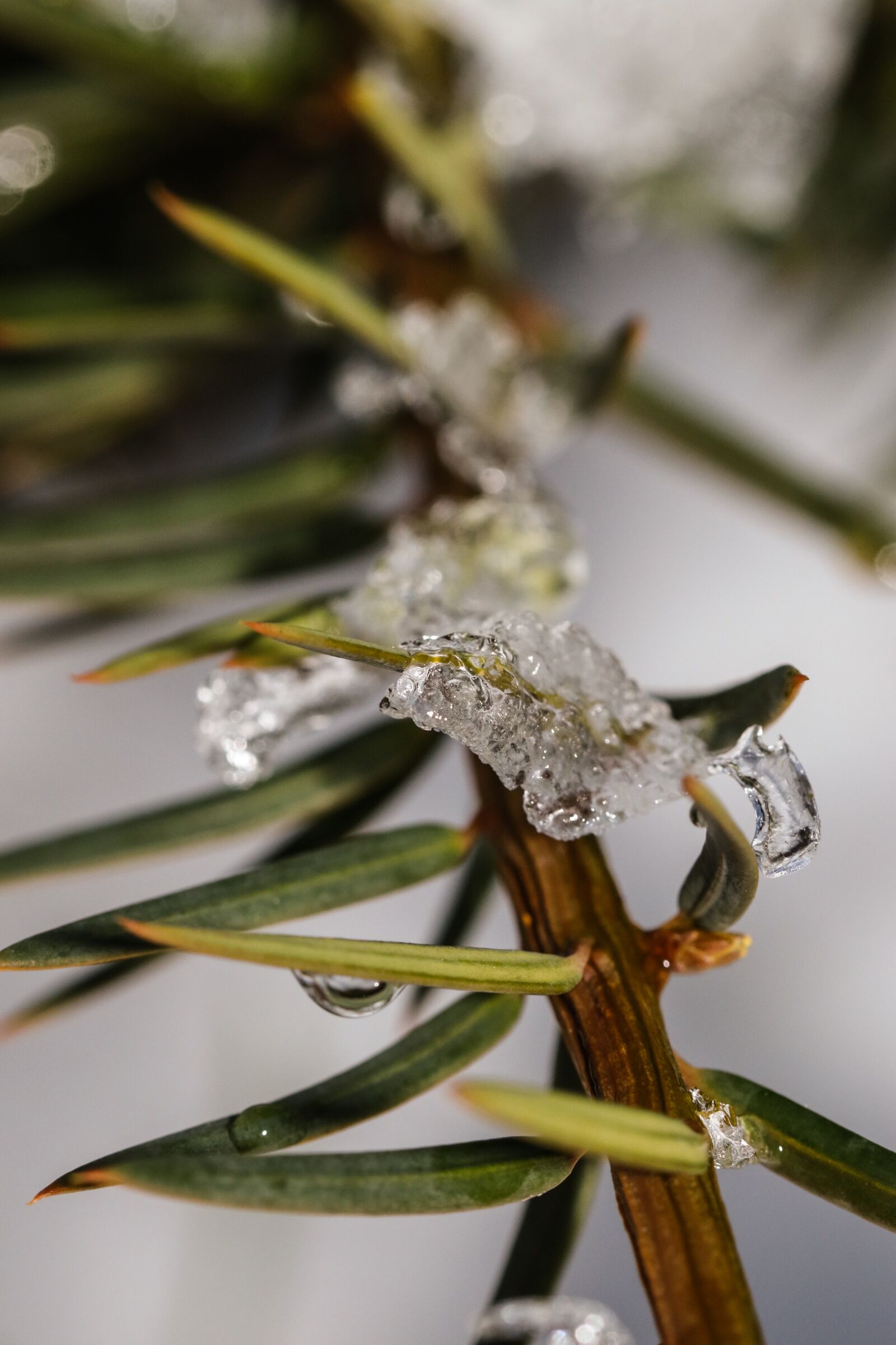 Canon EOS 7D Mark II sample photo. Frost, branch, nature photography
