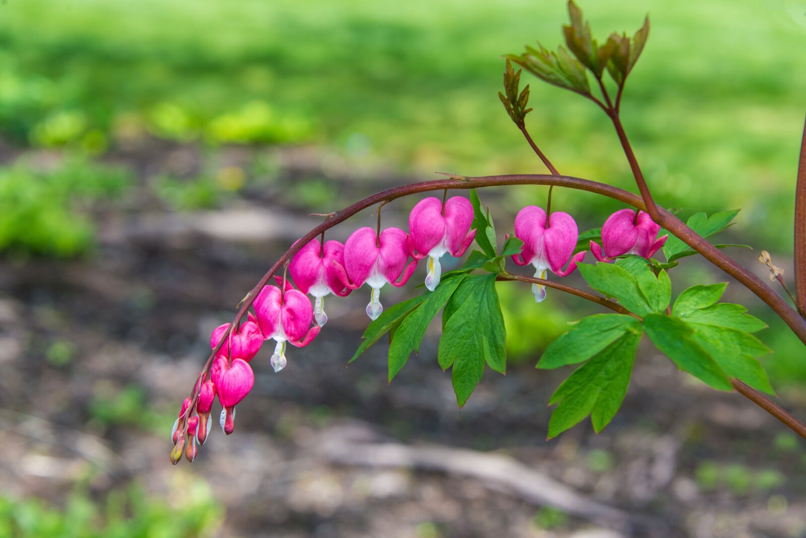 Nikon D800 sample photo. Bleeding heart, flowers, blooming photography