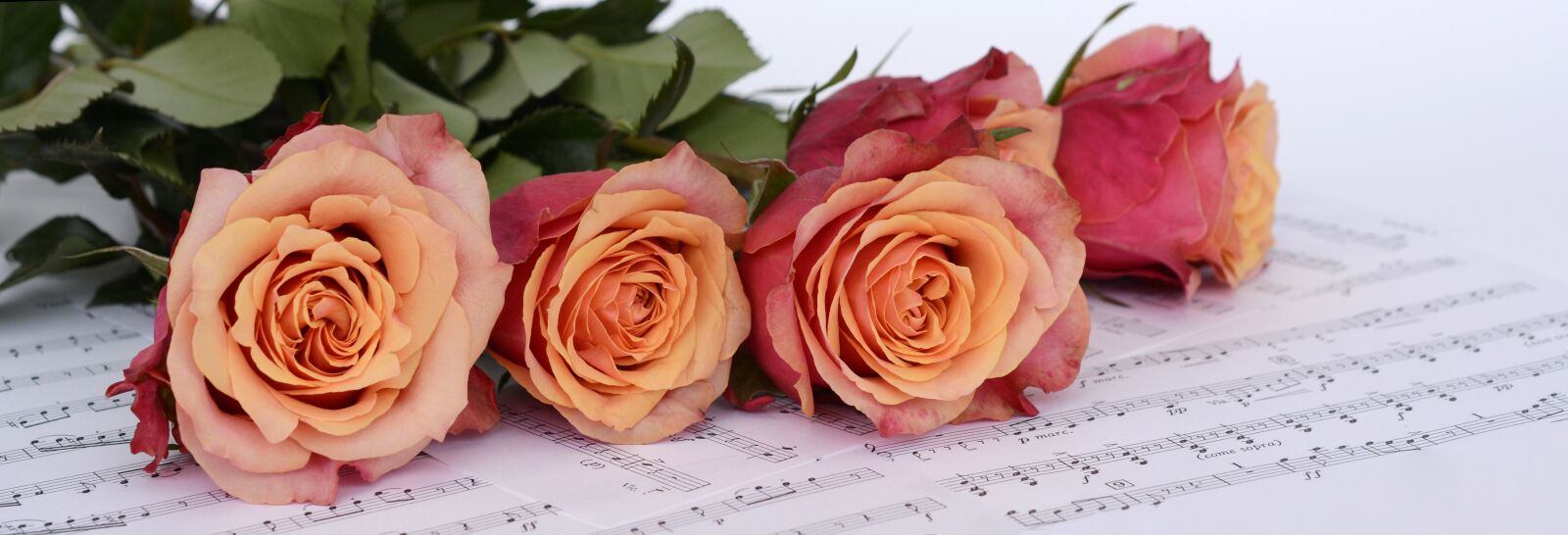 Nikon D7100 sample photo. Roses, orange, flowers photography
