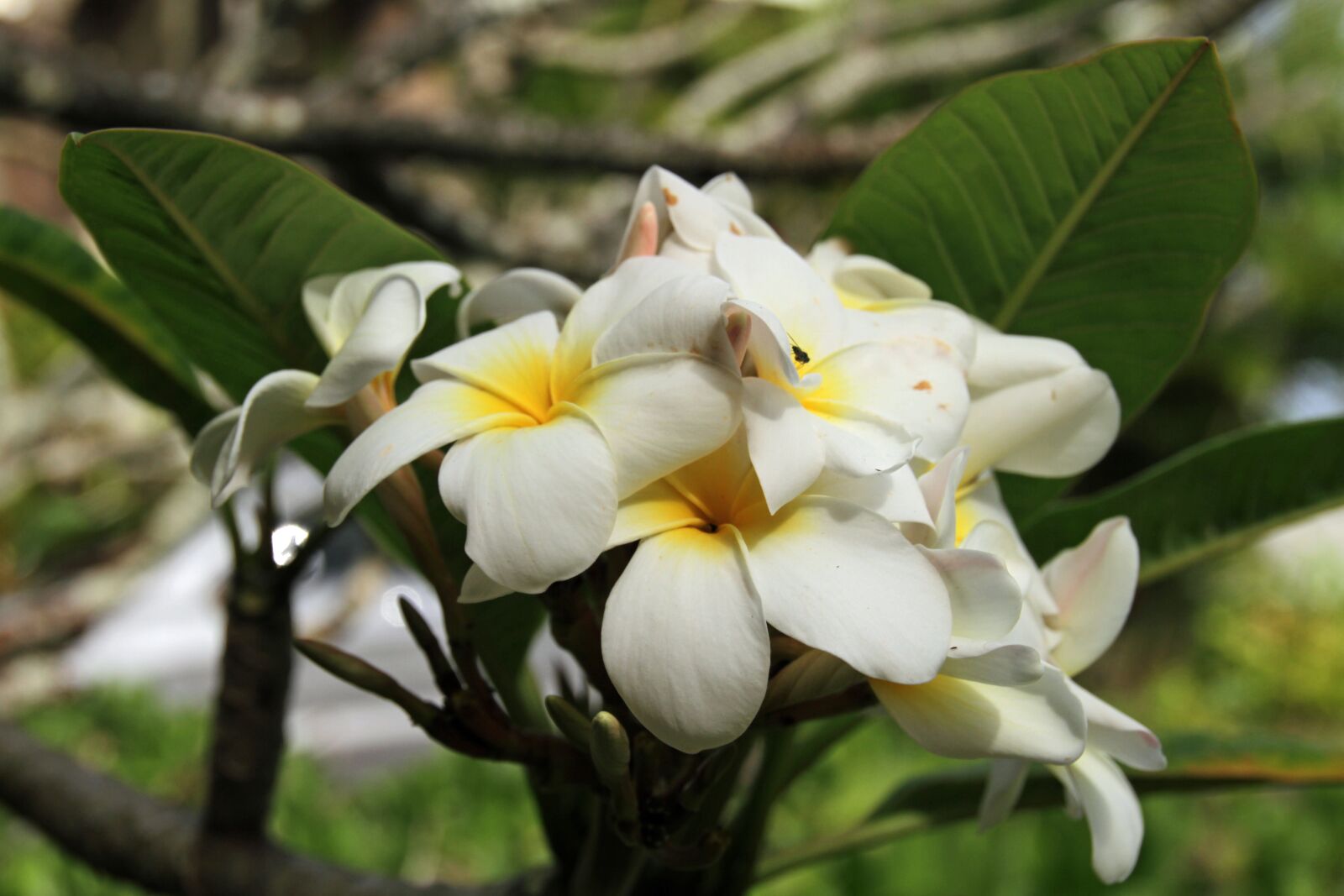 Canon EOS 7D sample photo. Flower, white, typical photography