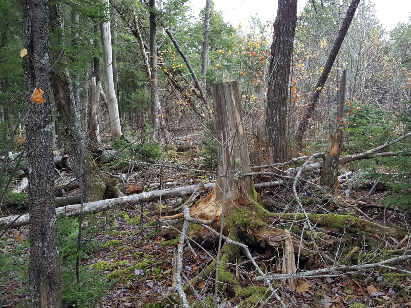 Samsung Galaxy S6 sample photo. Fallen, trees, squirrel, tree photography