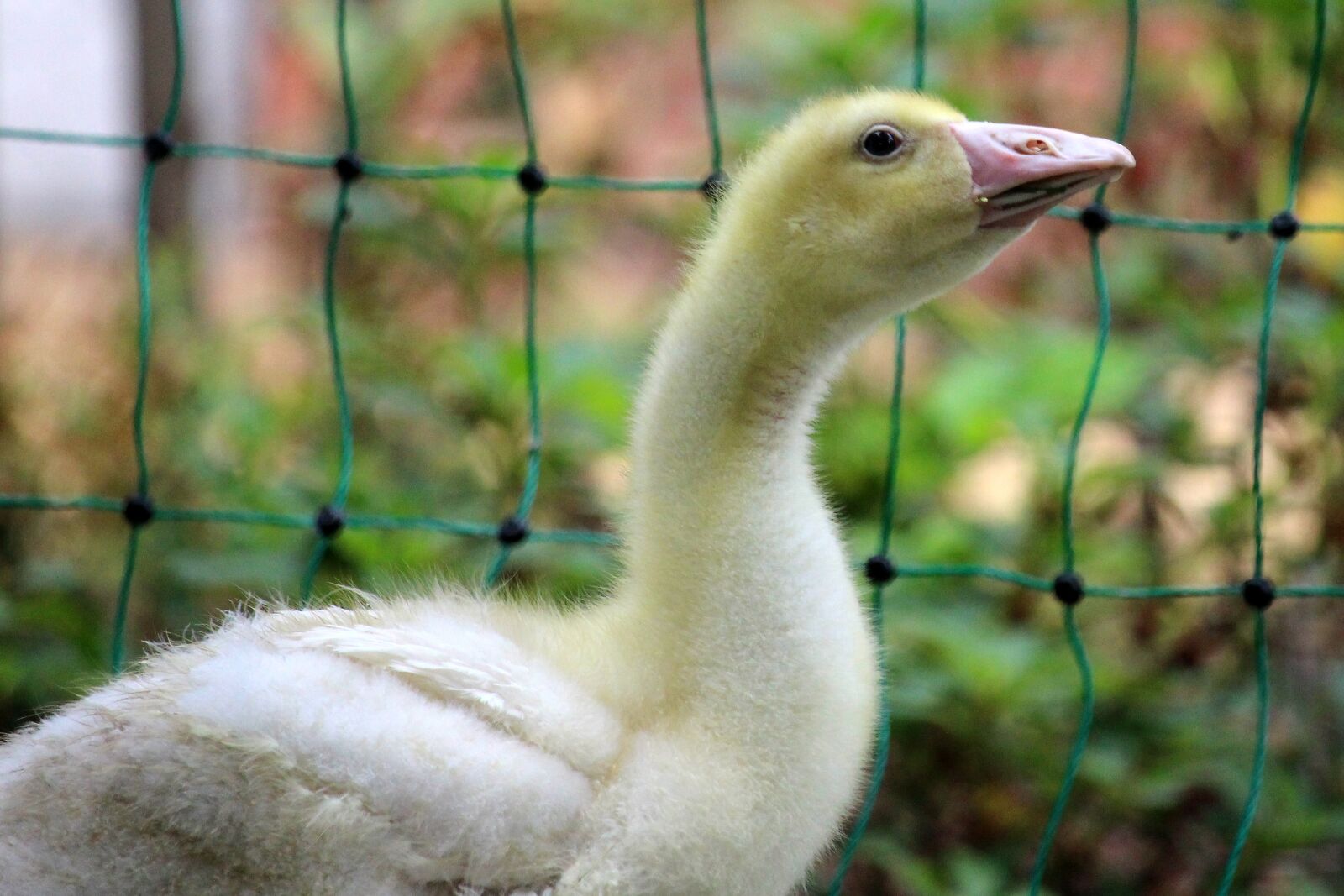 Canon EOS 700D (EOS Rebel T5i / EOS Kiss X7i) sample photo. Geese, chicks, poultry photography