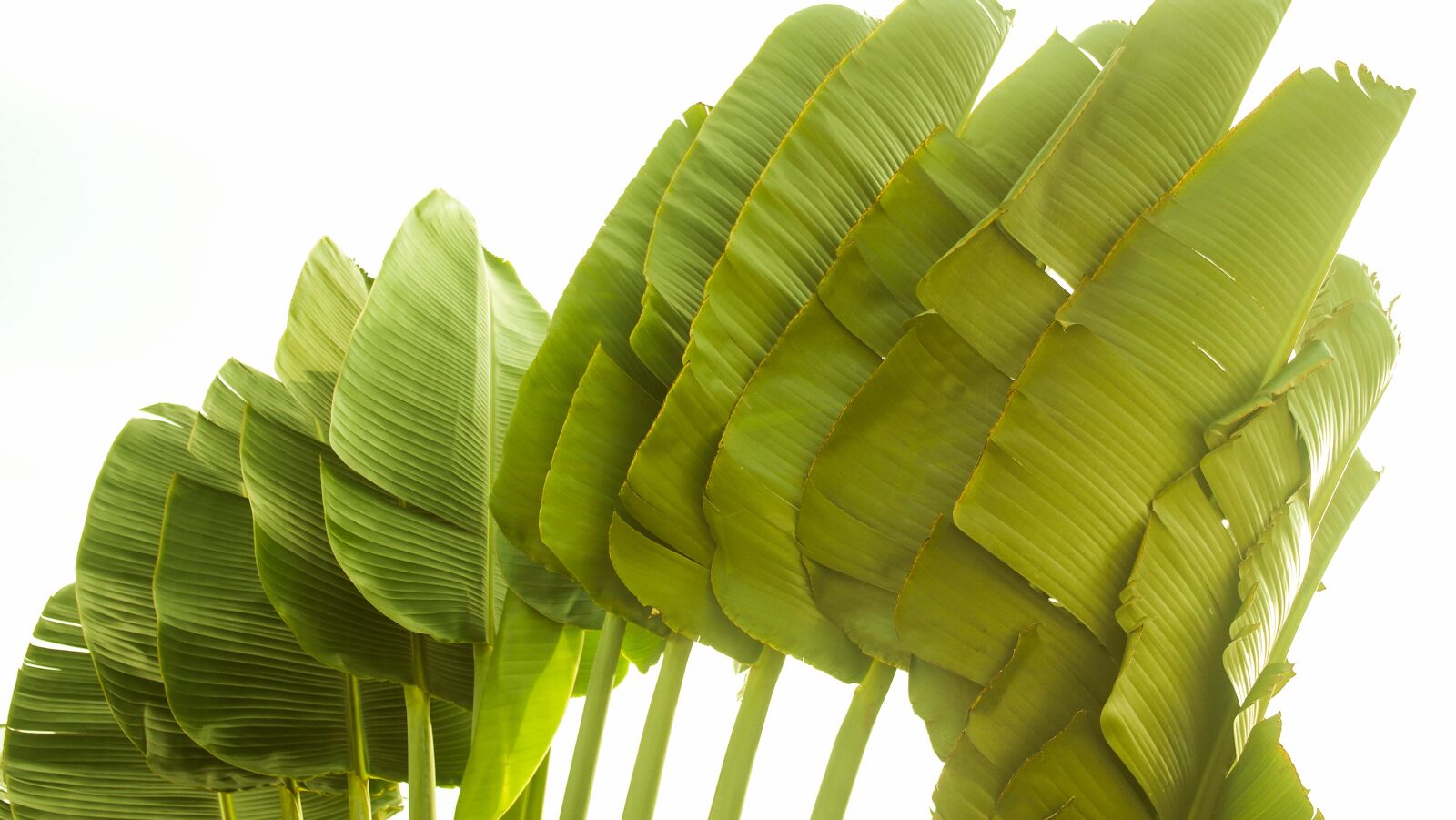 Samsung NX1000 sample photo. Palm tree, brazil, green photography