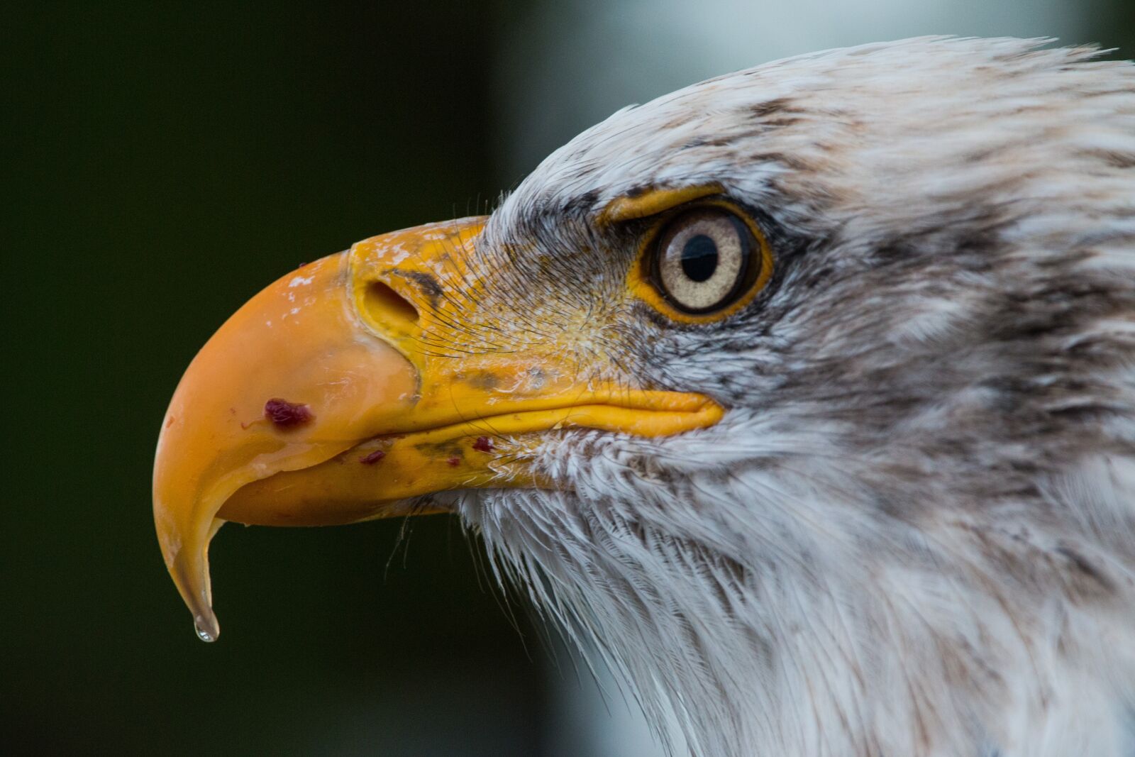 150-600mm F5-6.3 DG OS HSM | Contemporary 015 sample photo. Bald eagle, haliaeetus leucocephalus photography