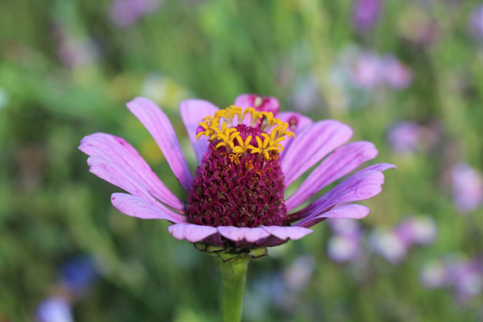 Canon EOS 600D (Rebel EOS T3i / EOS Kiss X5) sample photo. Purple, blossom, bloom photography