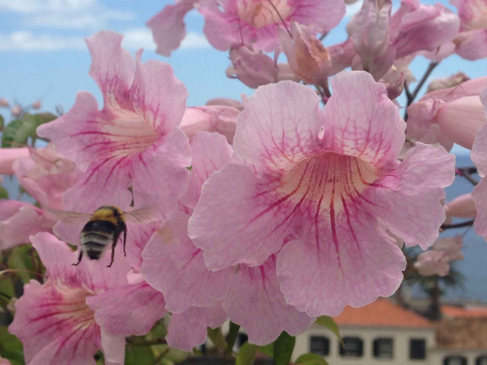 iPhone 5c back camera 4.12mm f/2.4 sample photo. Flower, blossom, bloom photography