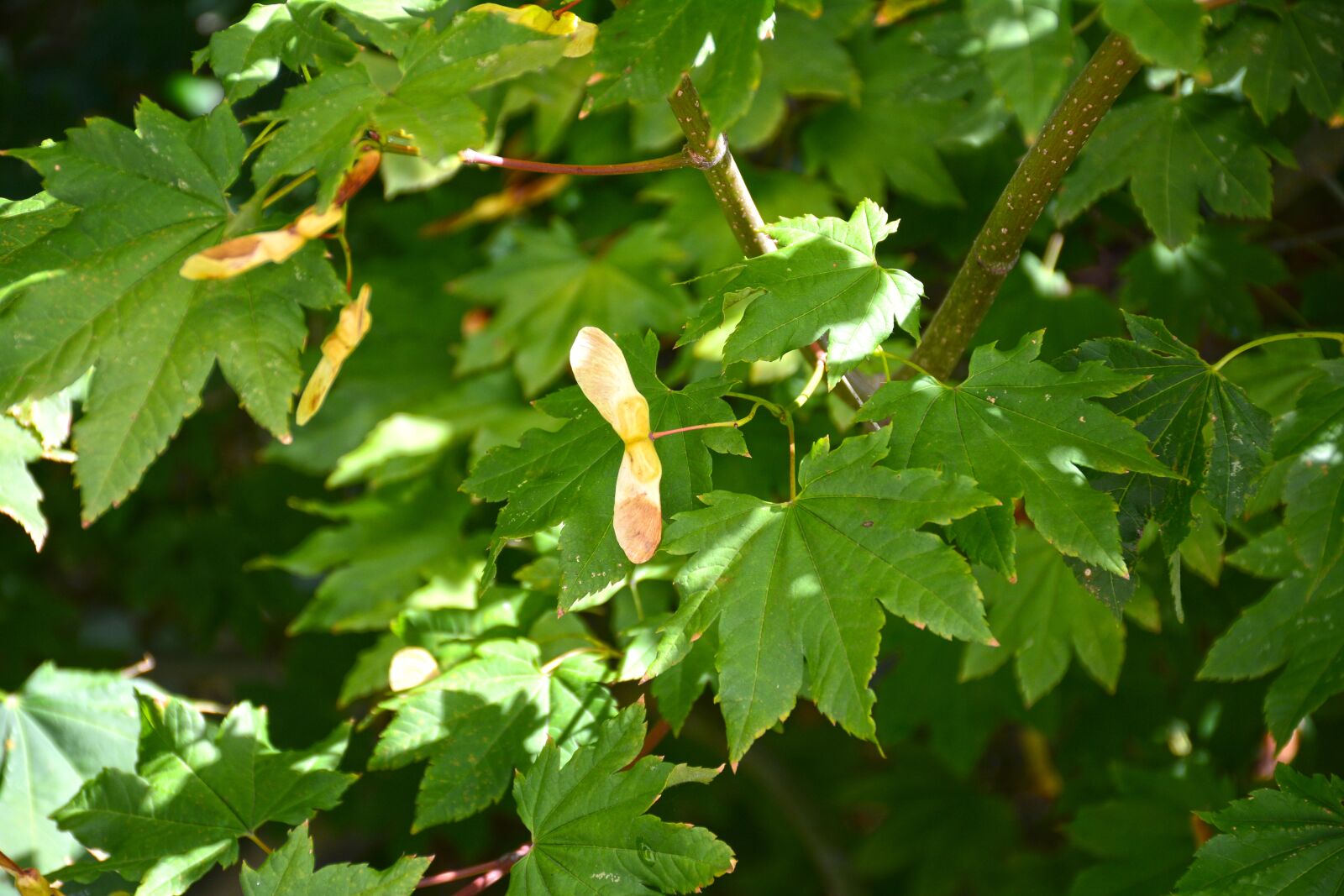 Nikon D7100 sample photo. Maple, seeds, tree photography
