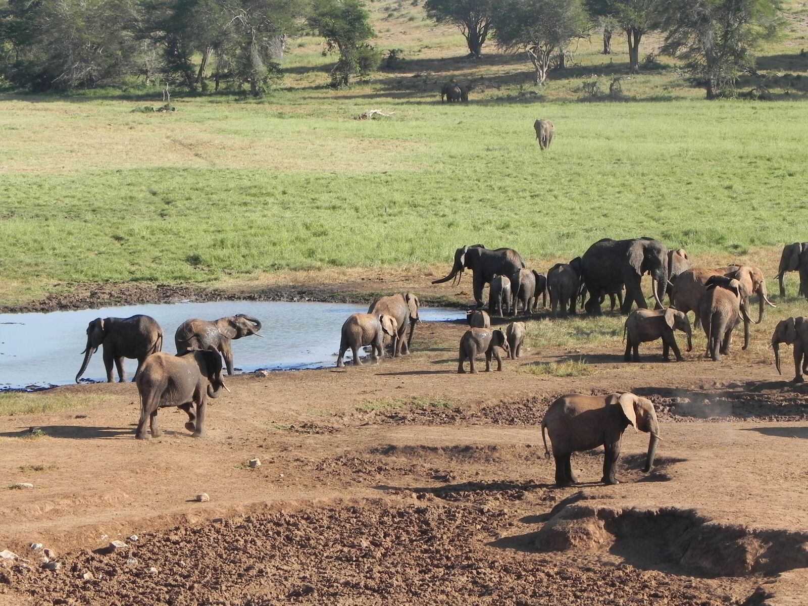 Nikon Coolpix P100 sample photo. Elephant, kenya, africa photography