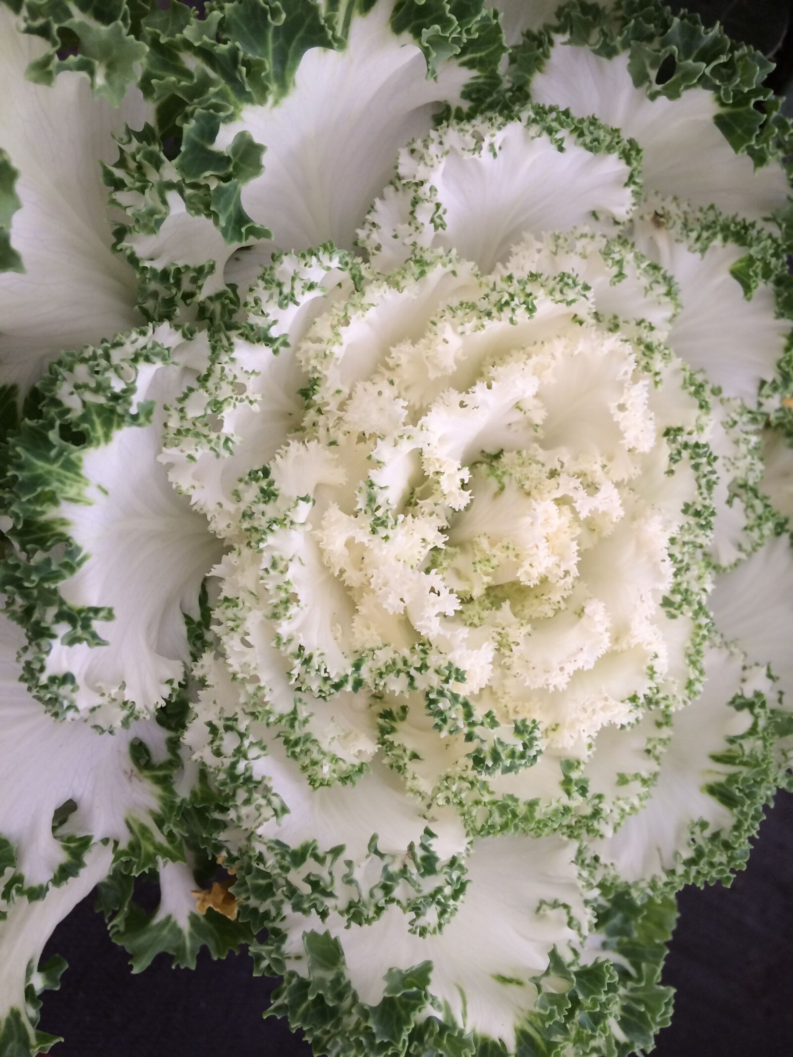 iPhone 5s back camera 4.15mm f/2.2 sample photo. Flower, leaf, flora photography
