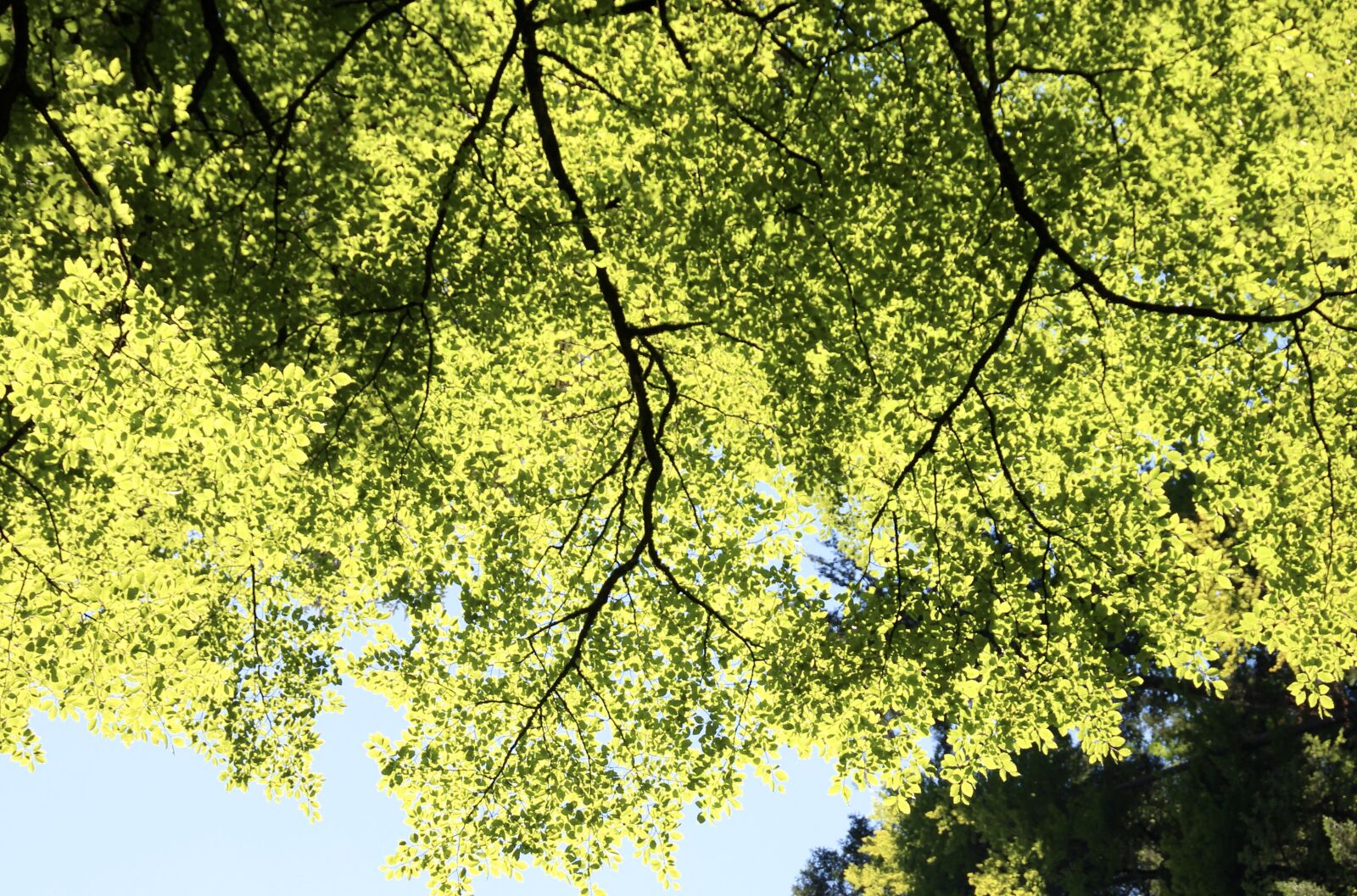 Canon EOS 600D (Rebel EOS T3i / EOS Kiss X5) sample photo. Trees, branches, sun photography