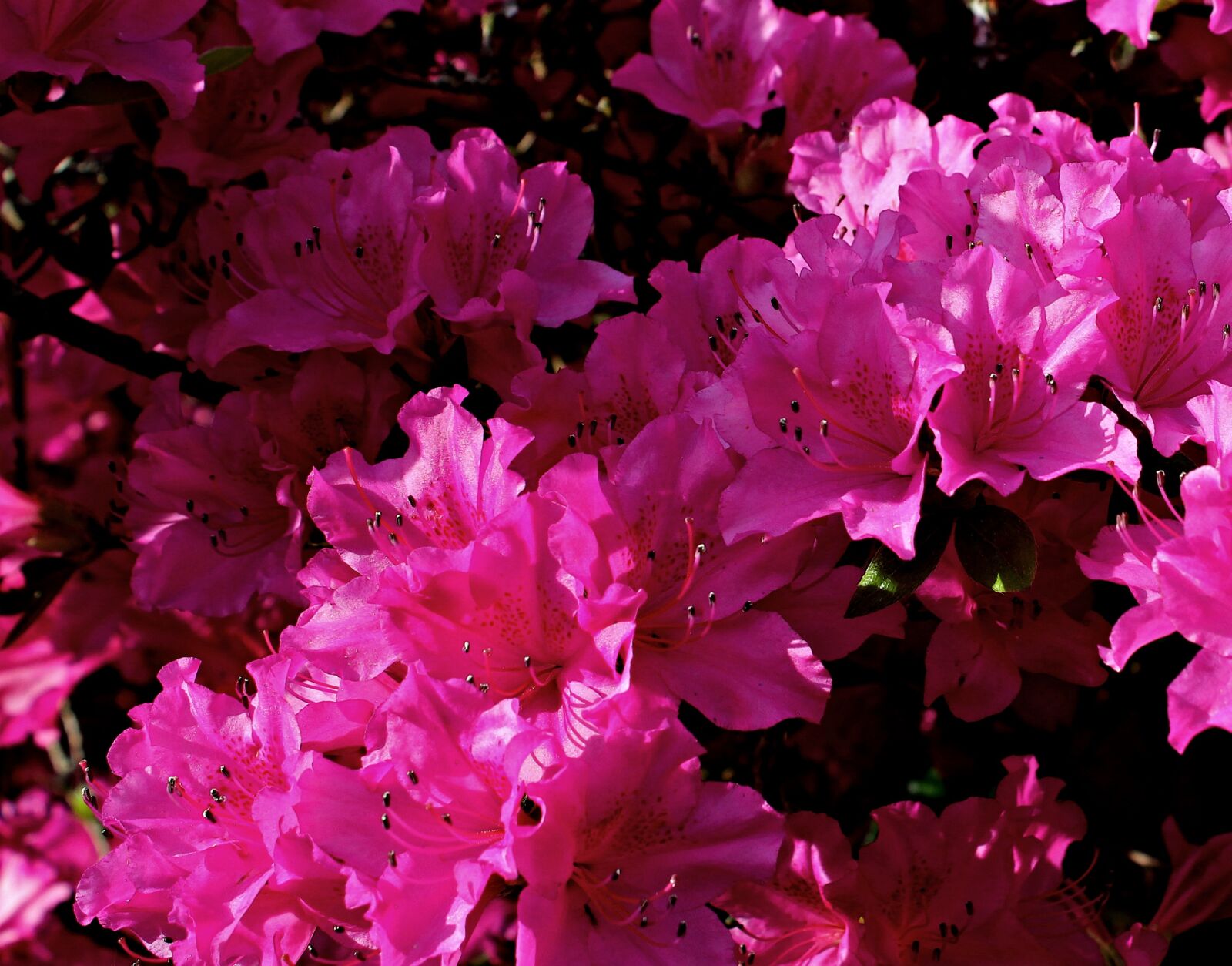 Canon EOS 550D (EOS Rebel T2i / EOS Kiss X4) sample photo. Rhododendron, flower, red photography